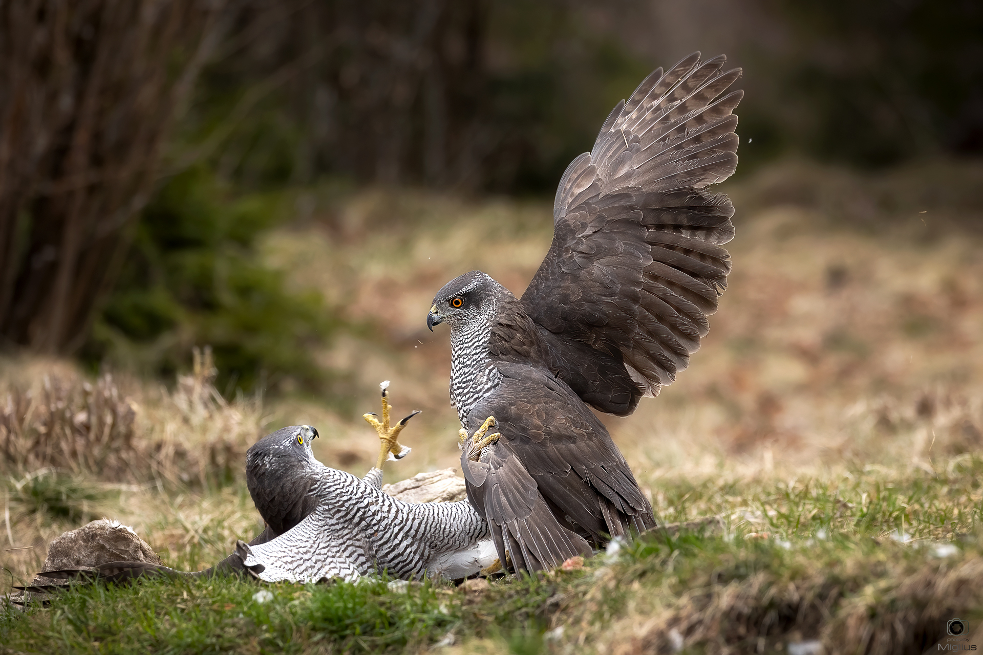 Goshawks in the fight