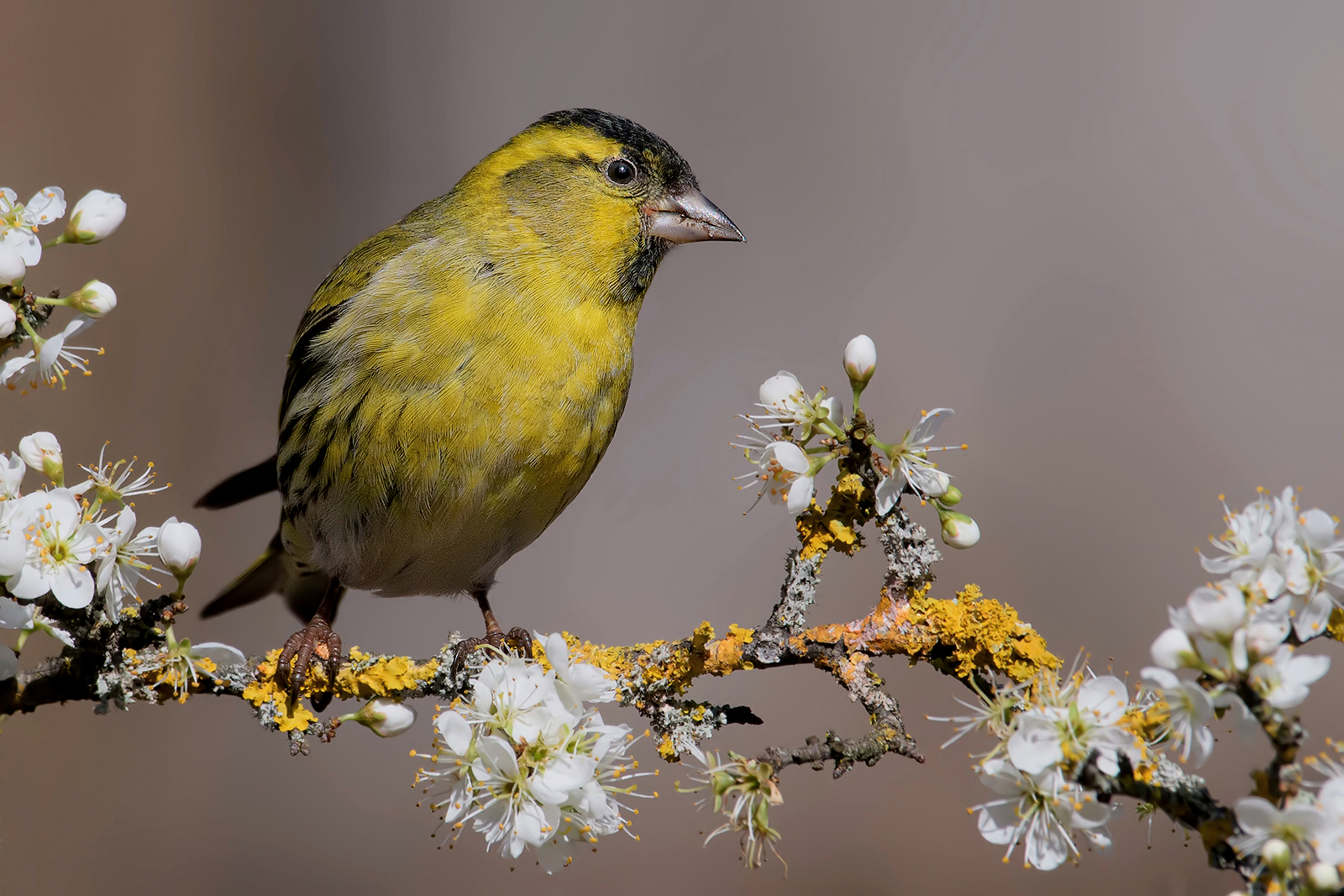 Lucherino(Carduelis spinus).