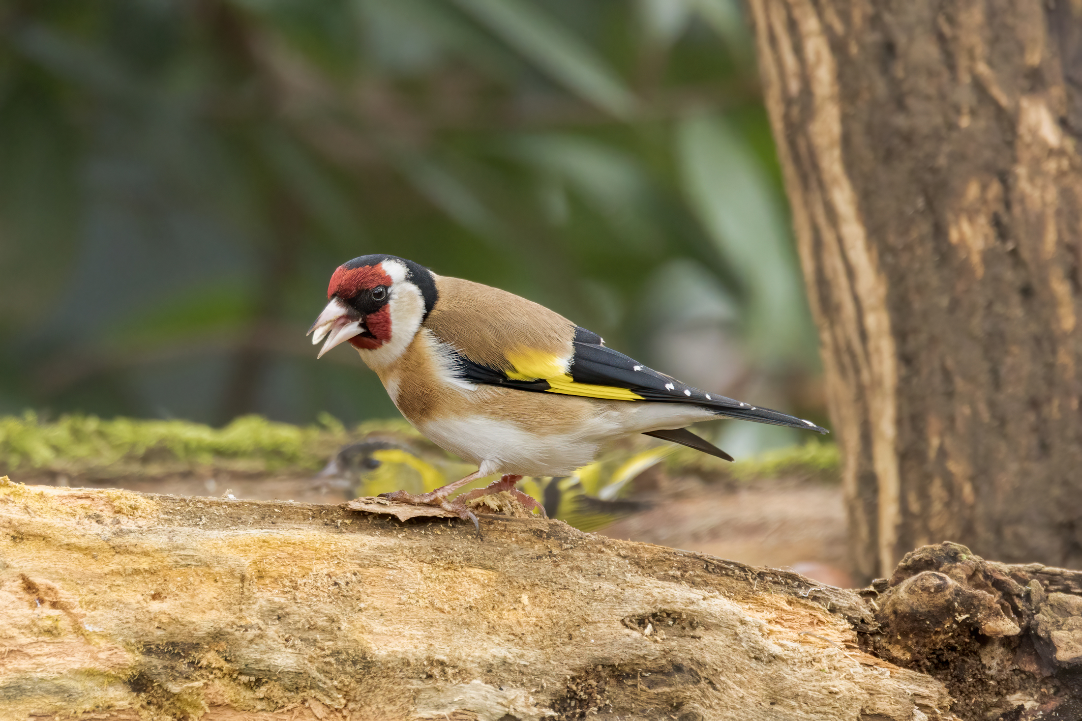 CardellinoCardellino