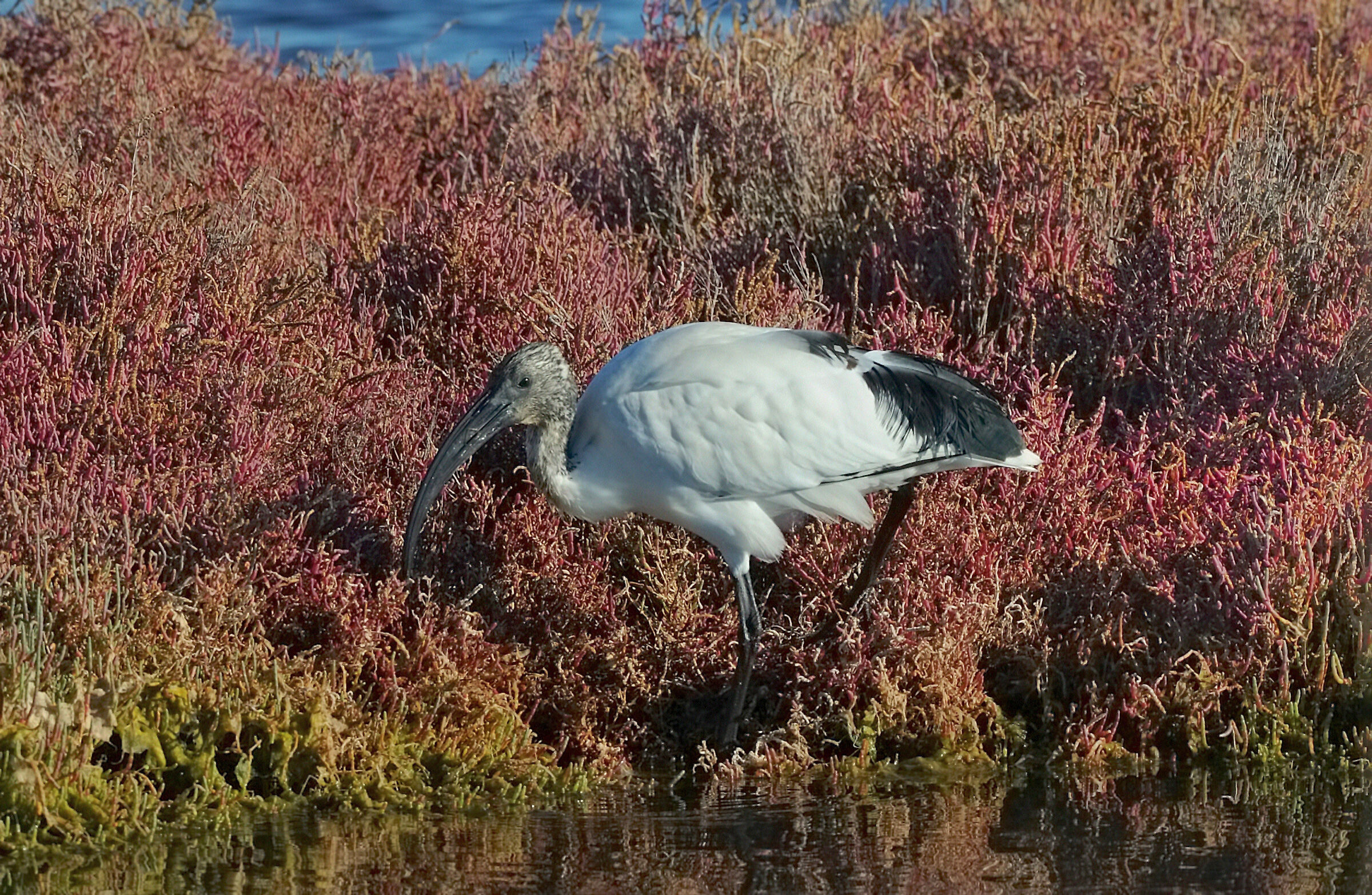 Sacred Ibis