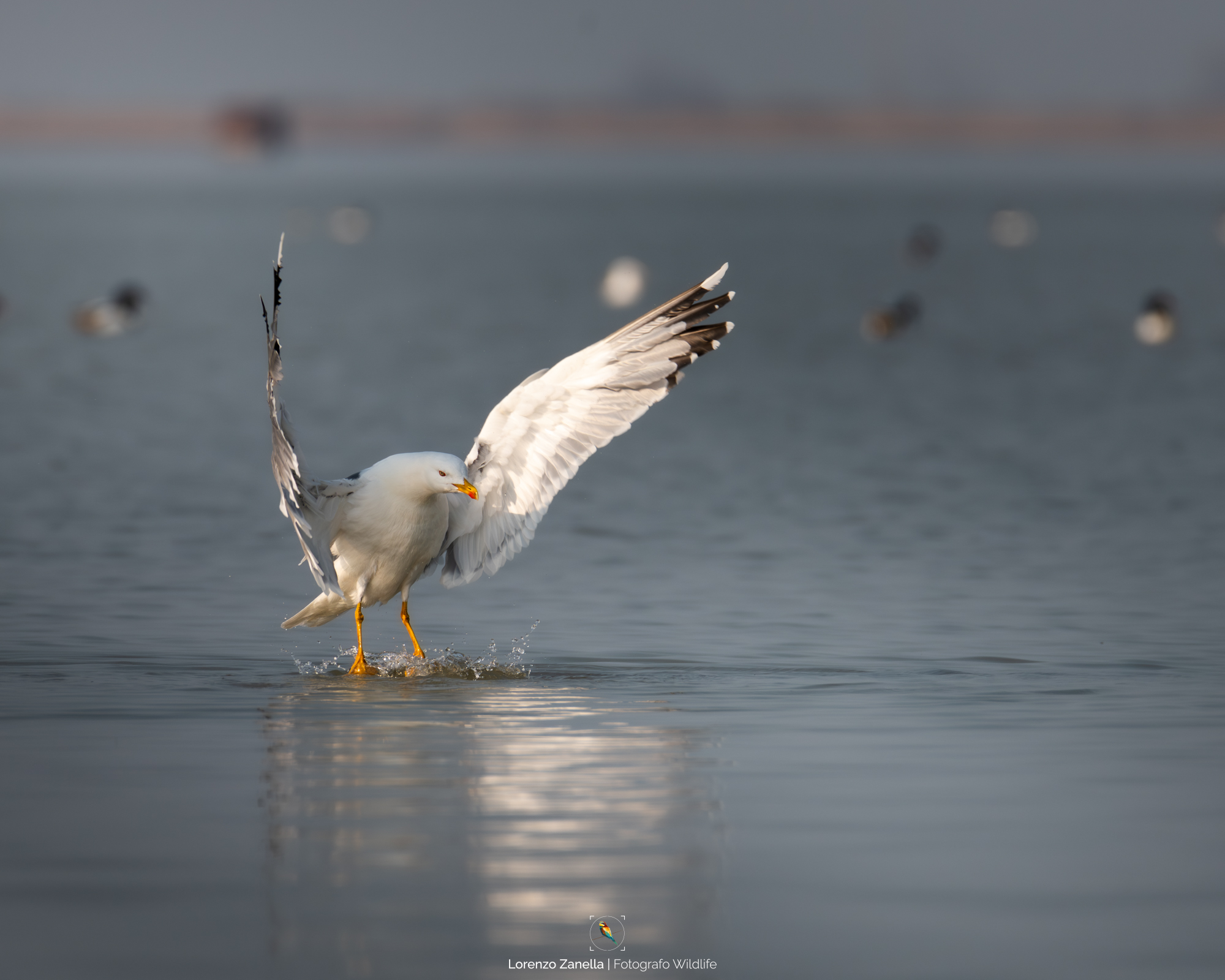 Gabbiano Reale al tramonto
