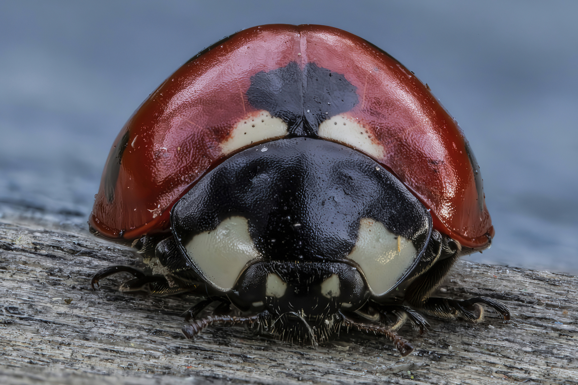 Ladybug septempunctata