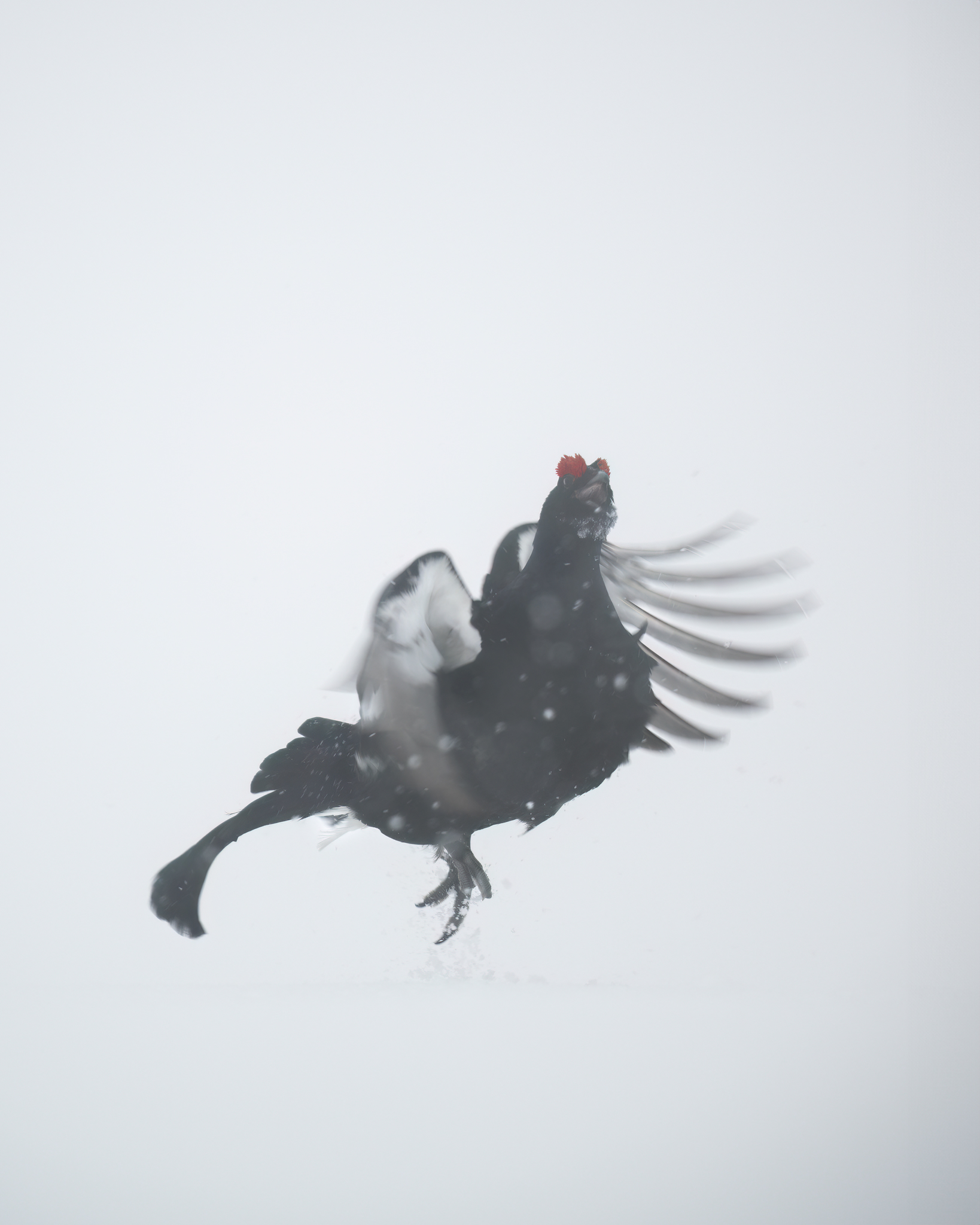 The dancing black gorge during the storm