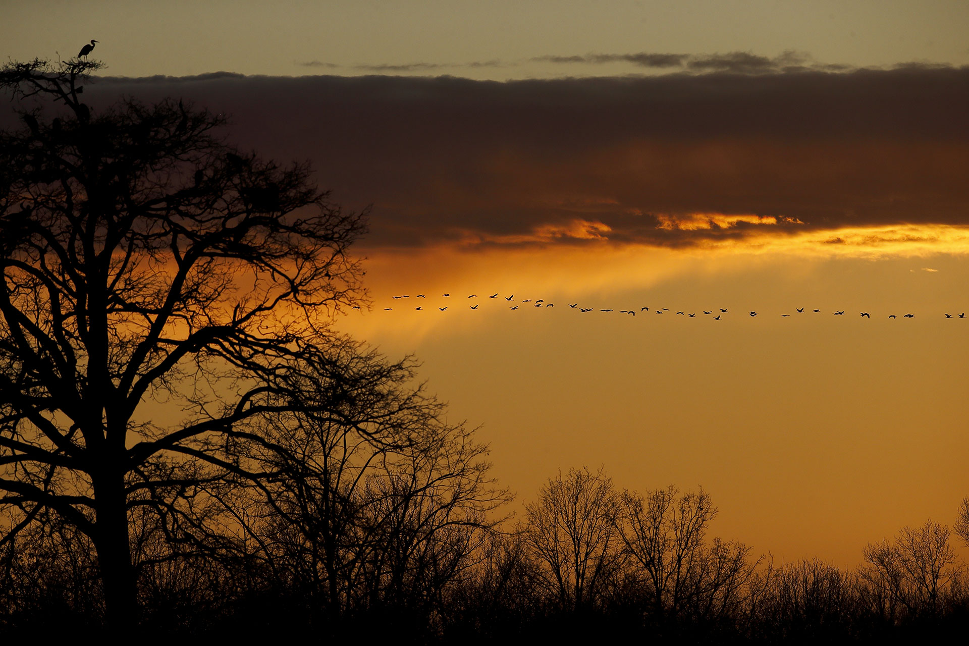 Herons at sunset