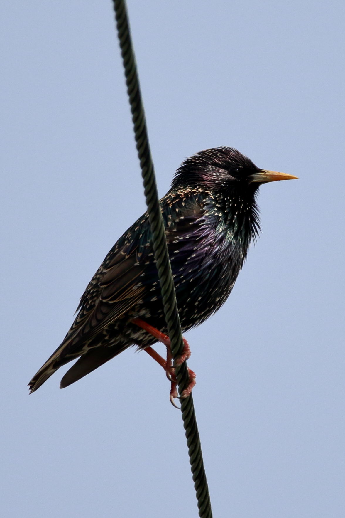 Starling reflexes