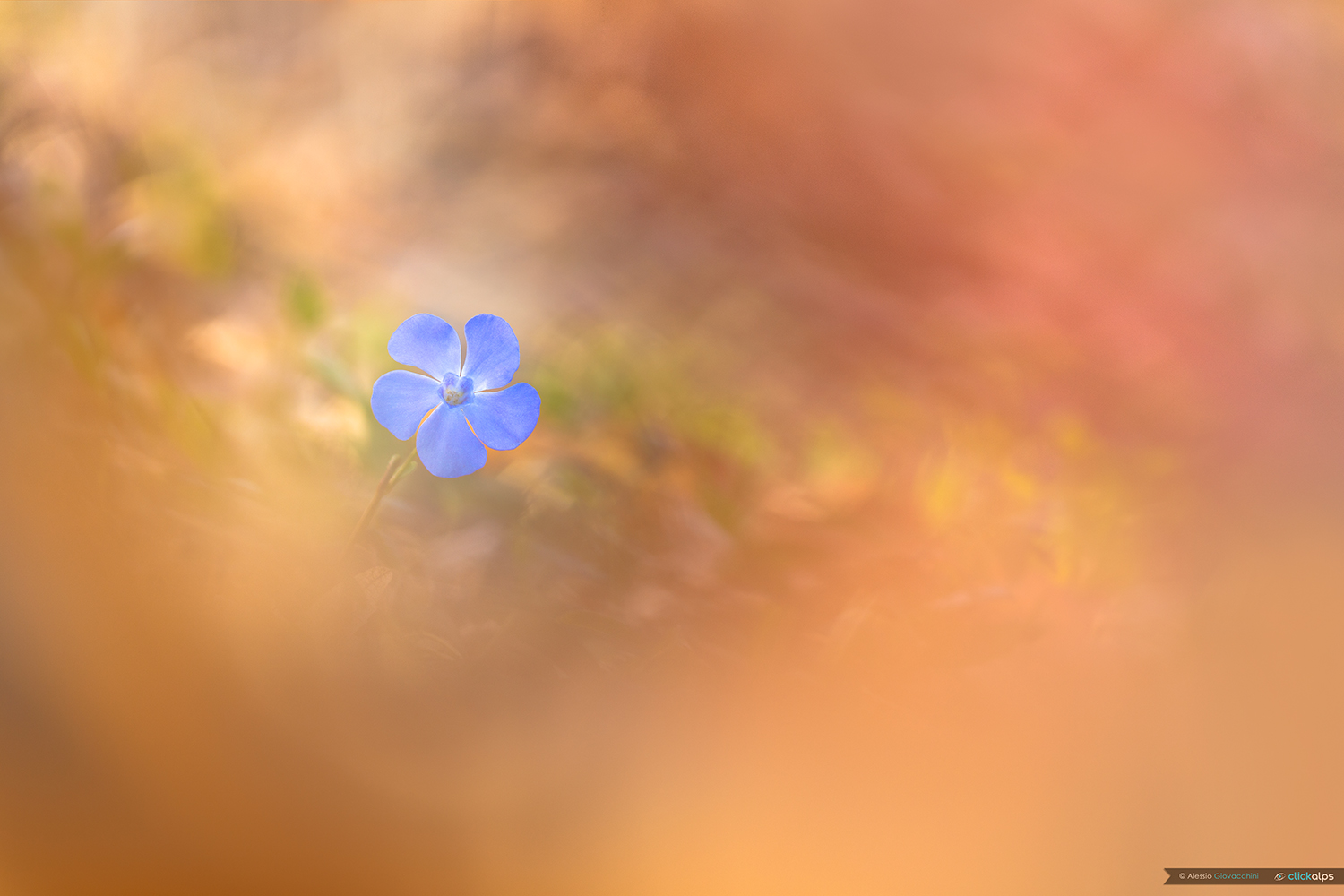 Vinca minor