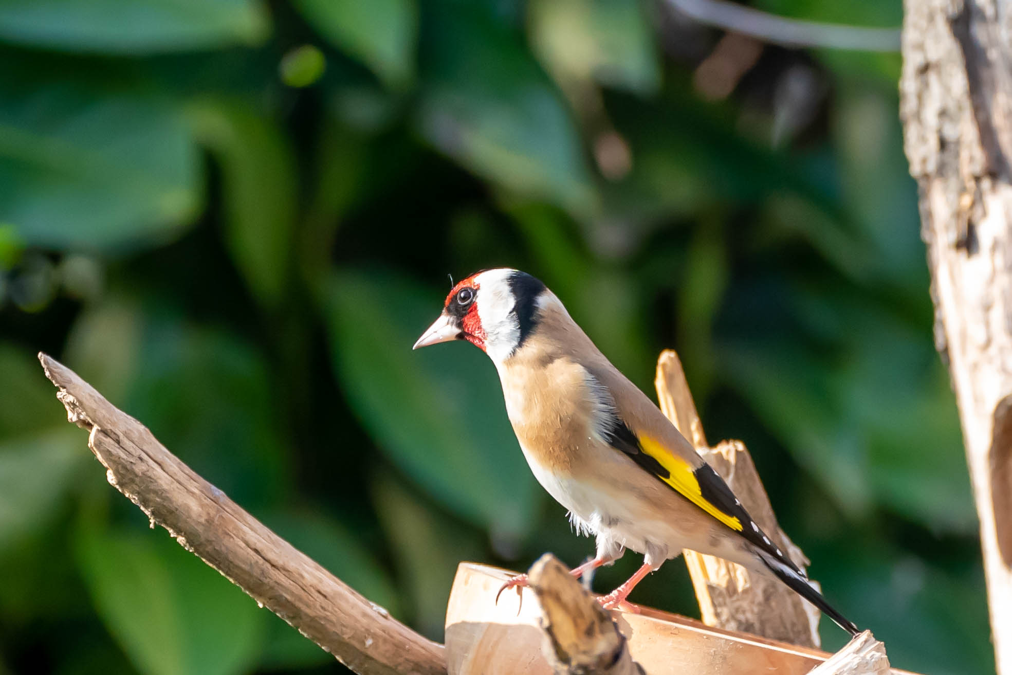 Goldfinch