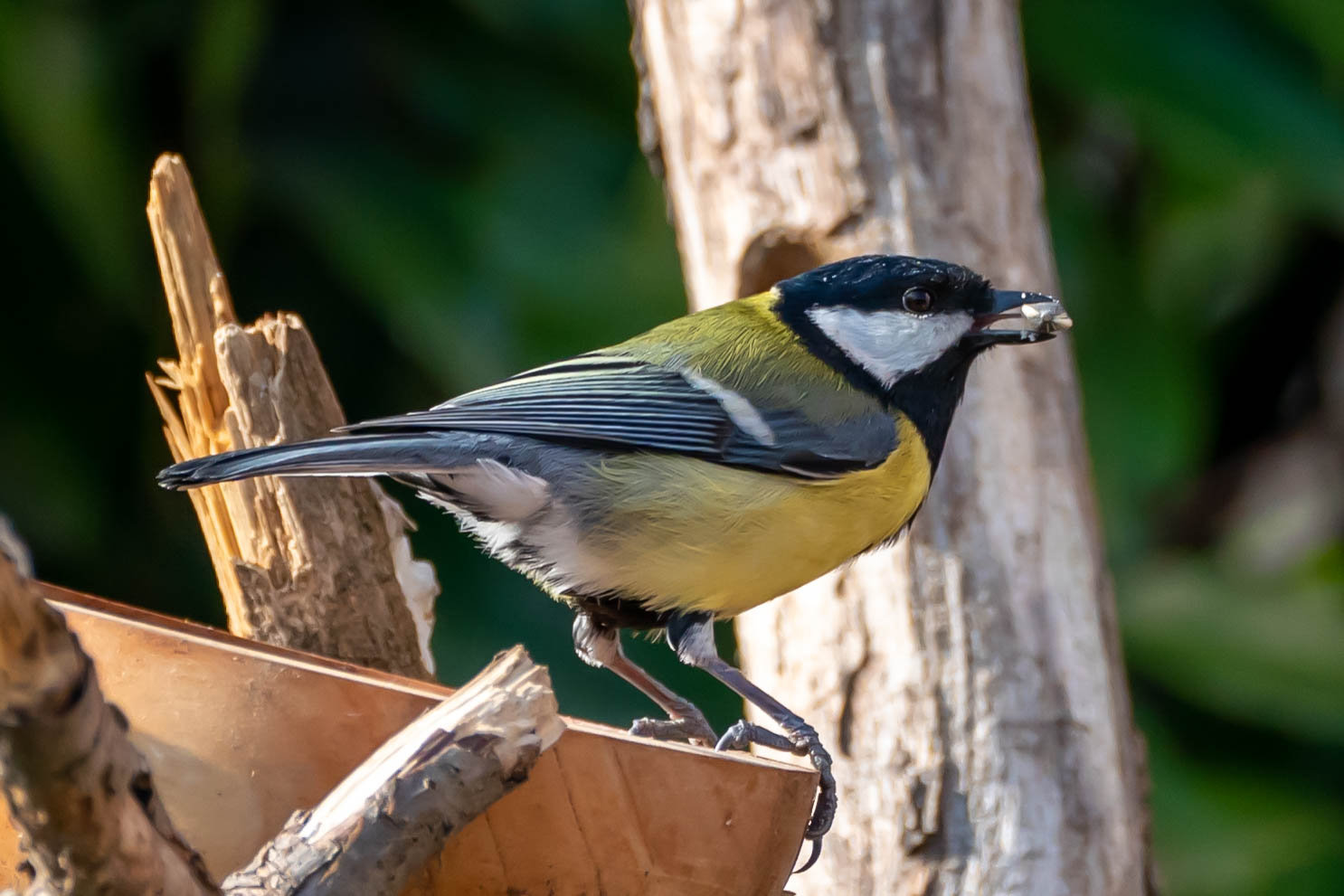 Titmouse