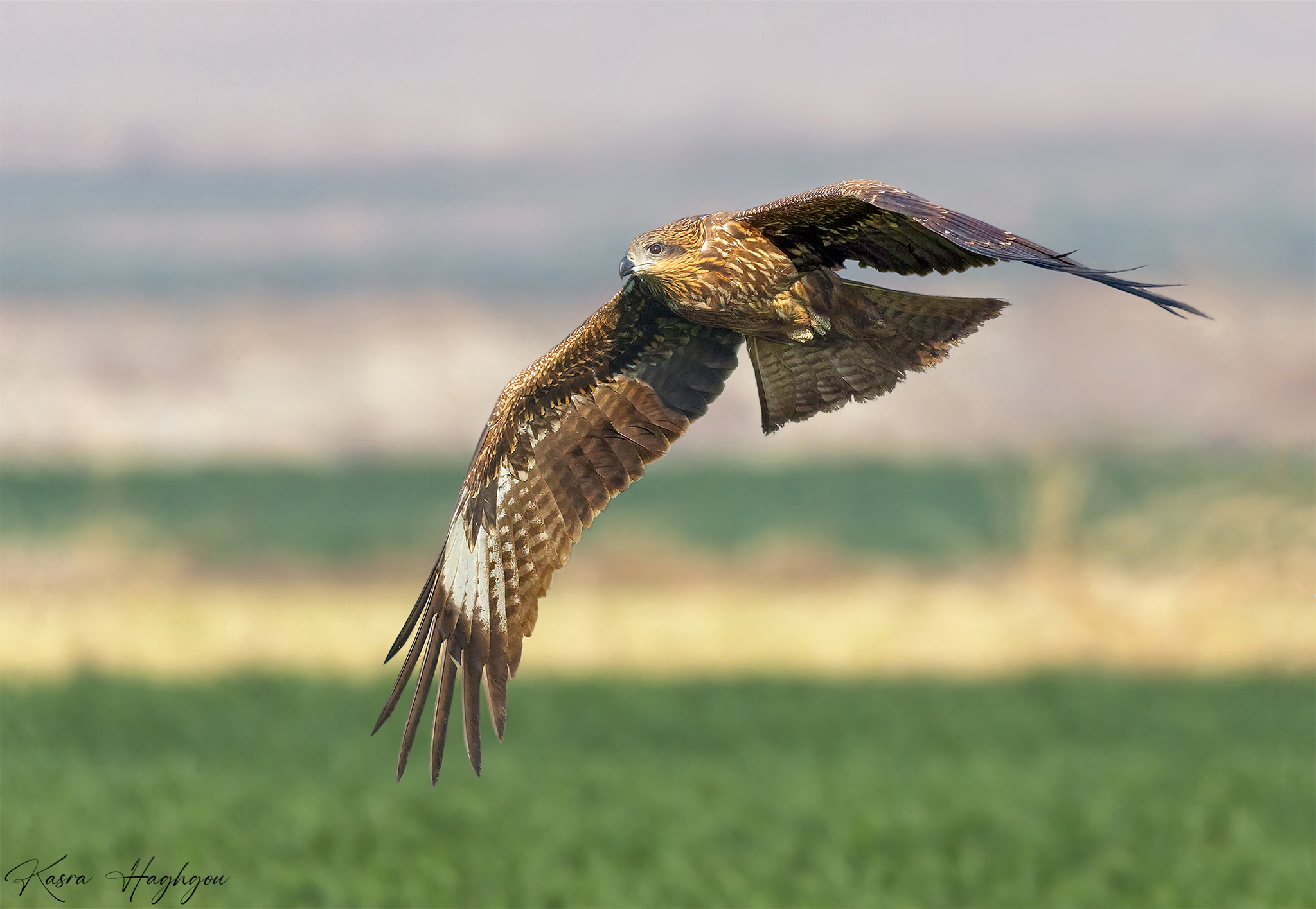 Black kite