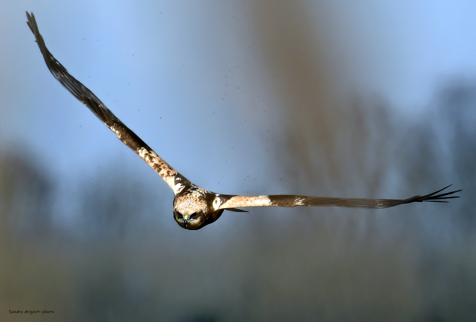 Falco di palude (Circus aeruginosus).
