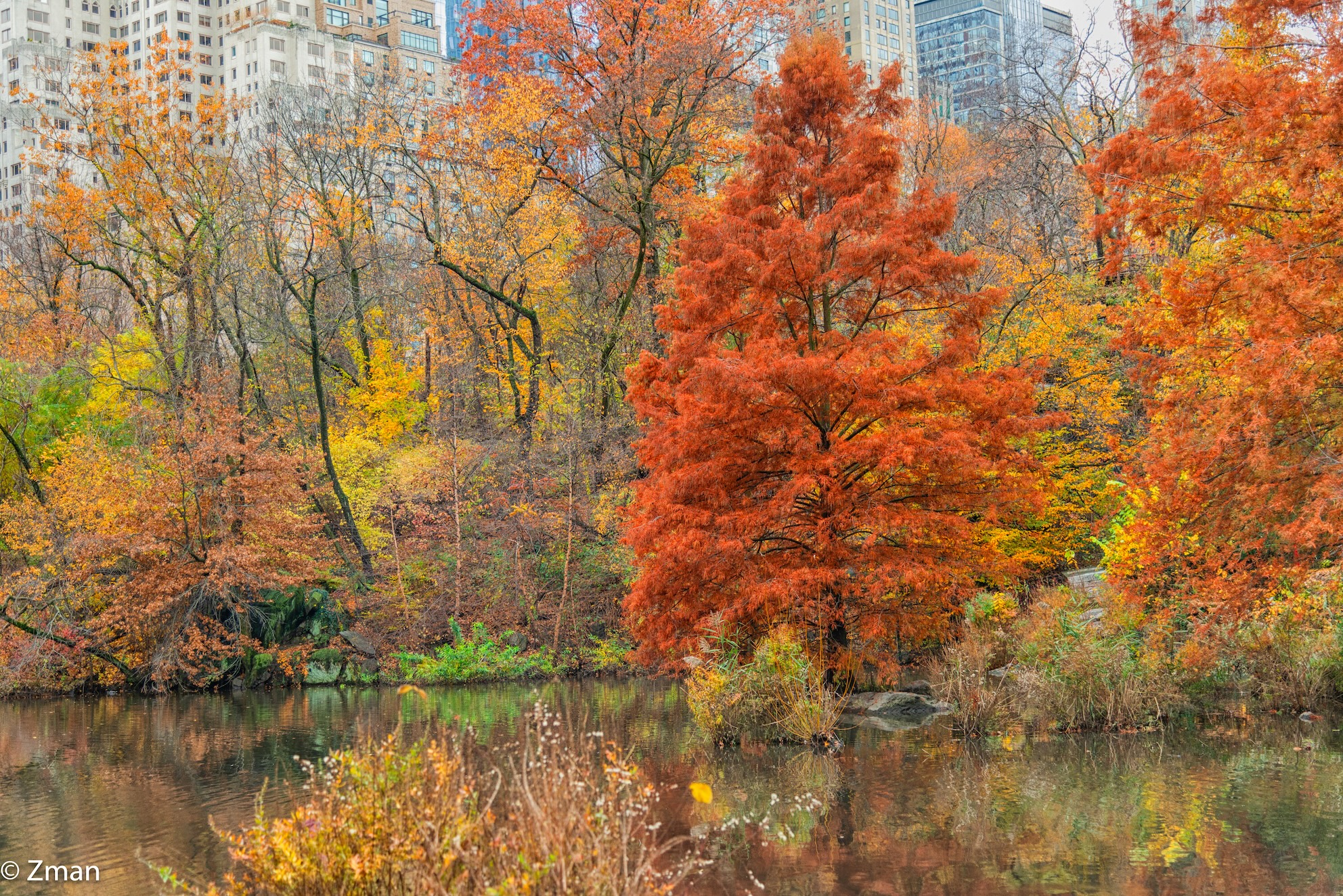 Parco centrale di New York