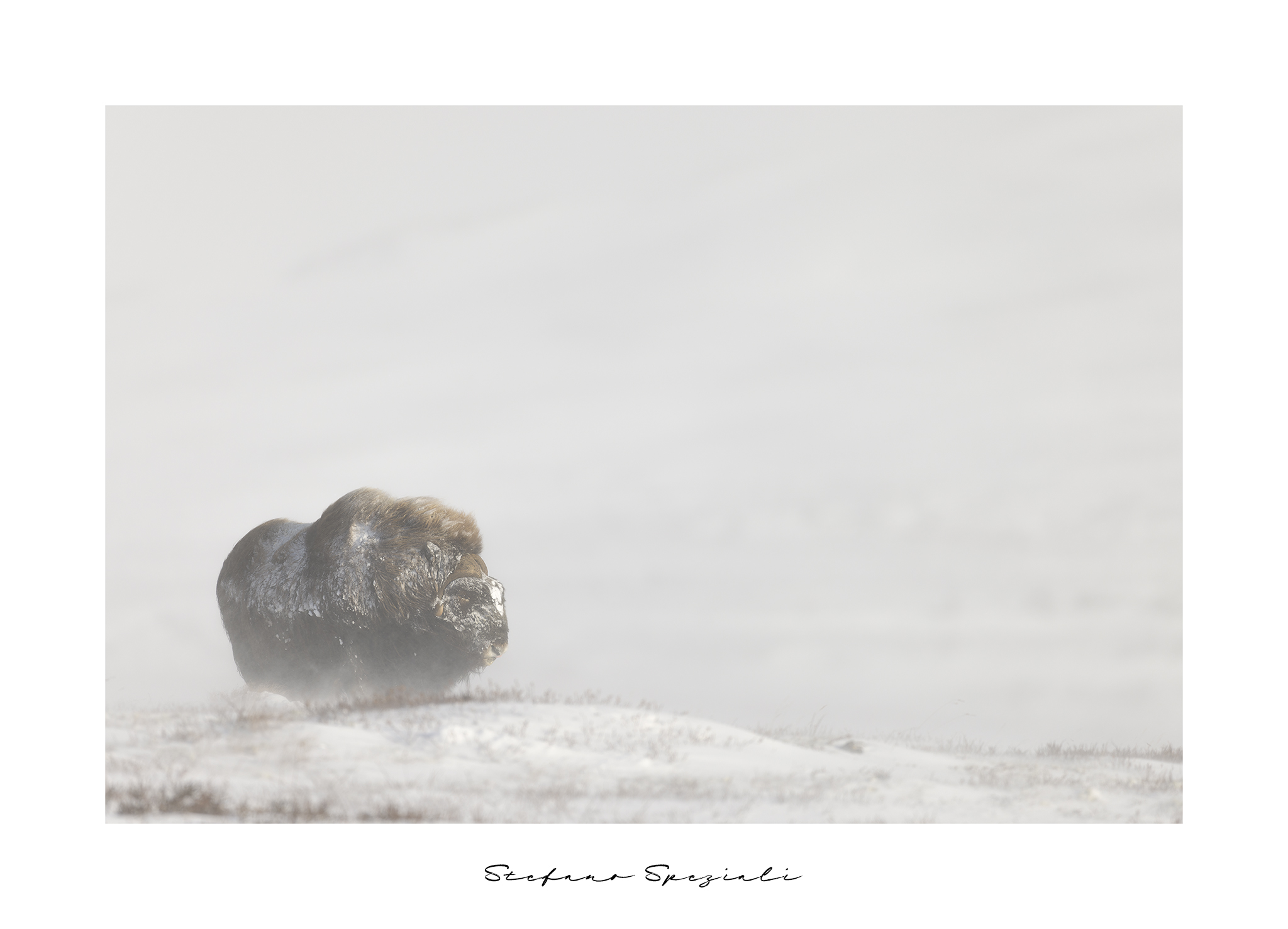 Musk ox - Ovibos moschatus