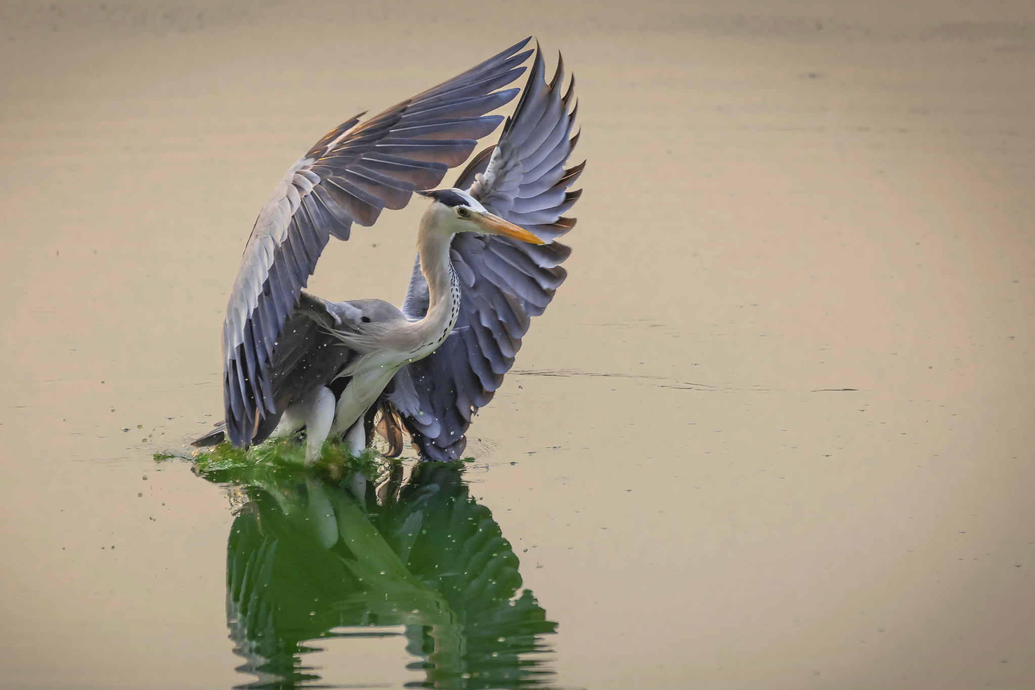 Grey heron