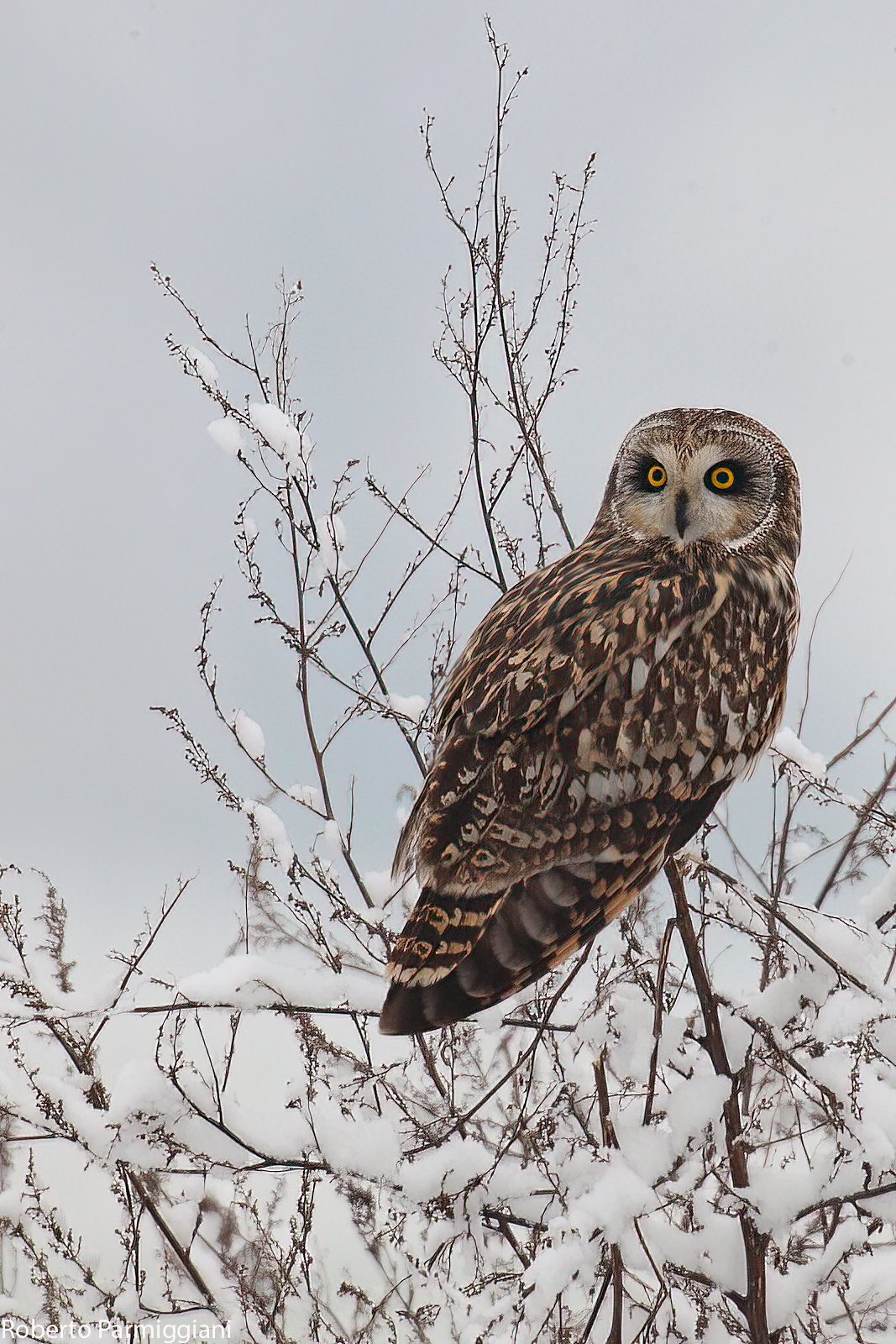 Short-eared Owl