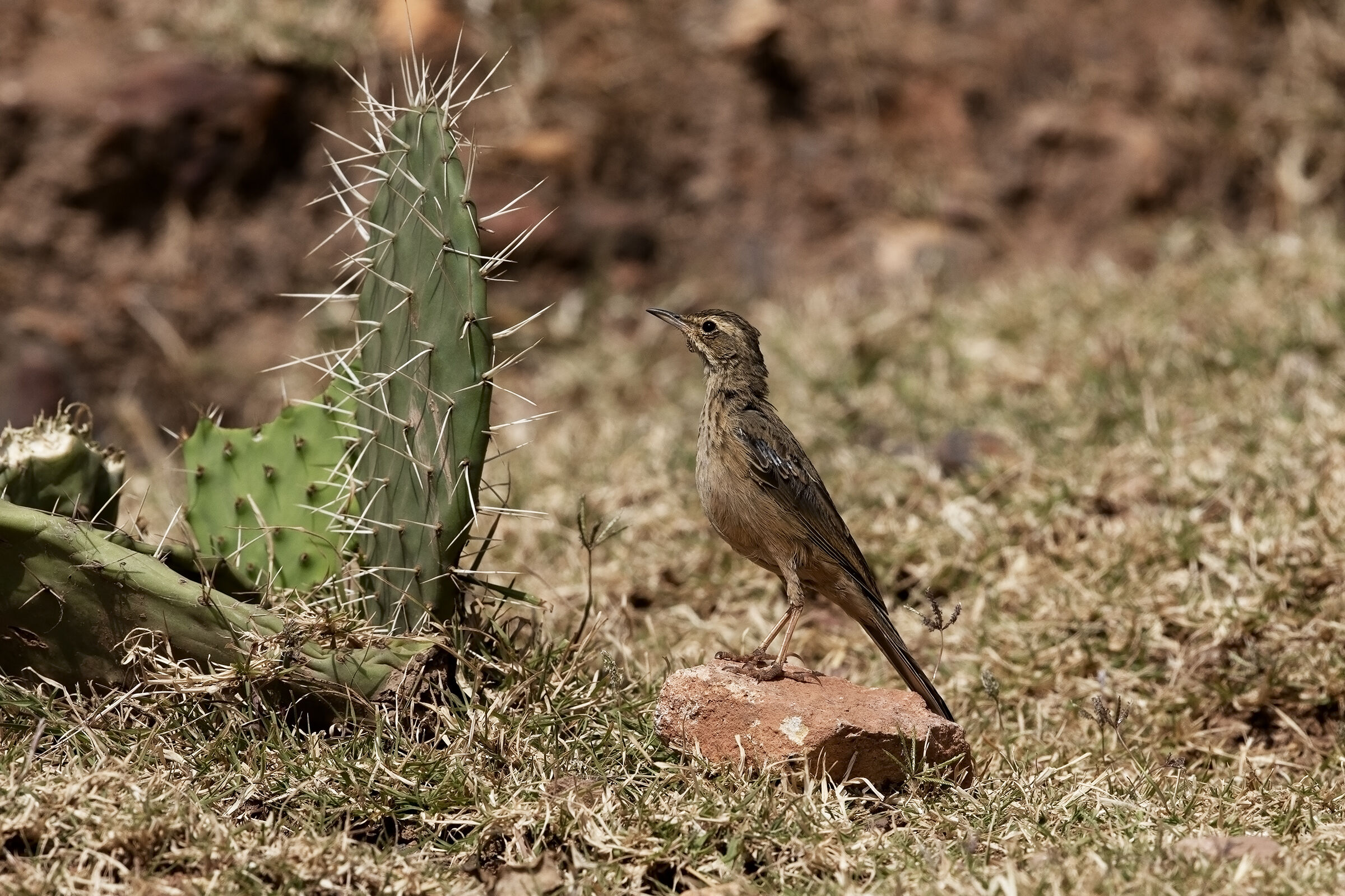 Calandro bruno - Long-billed Pipit