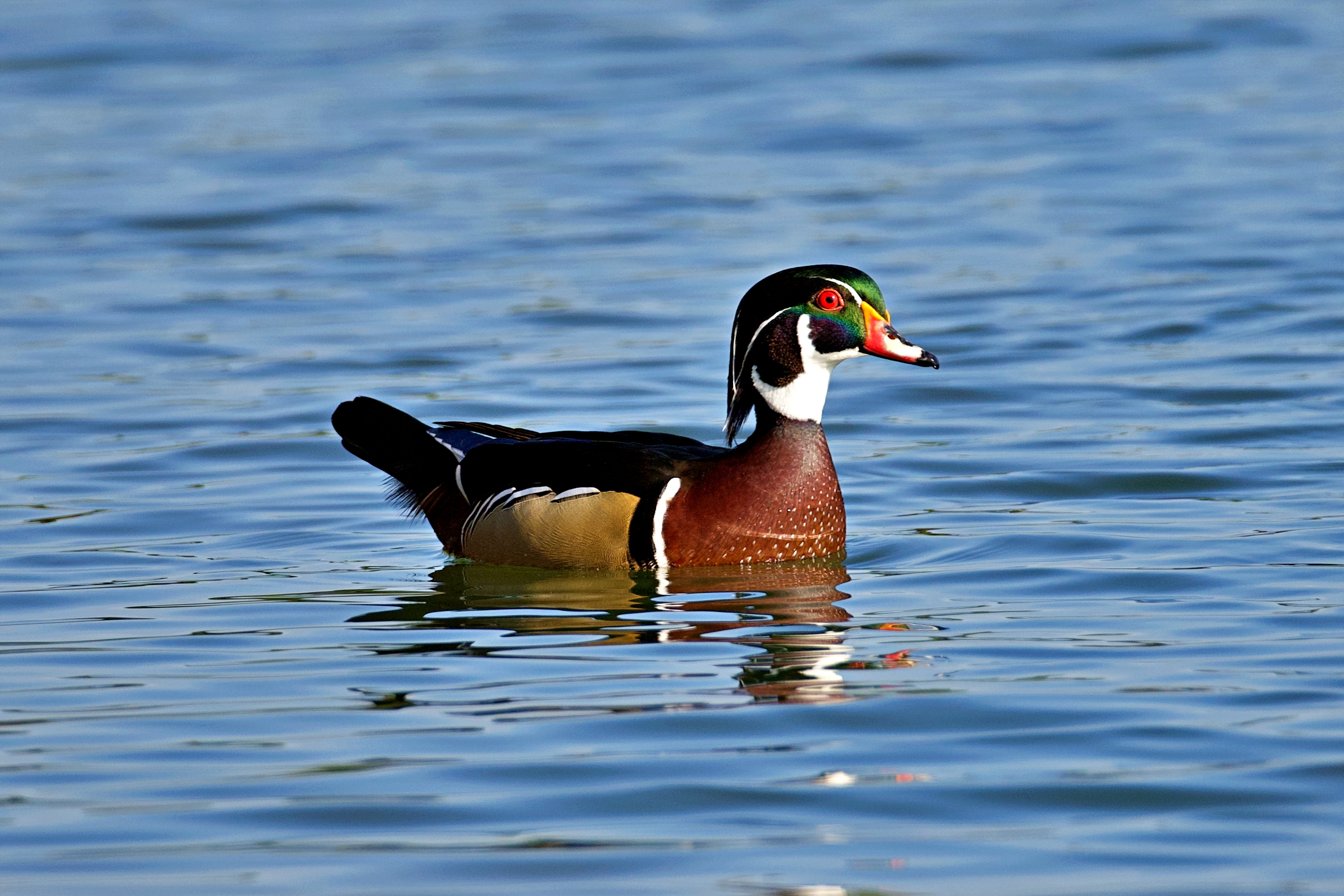 I know the most beautiful duck of all