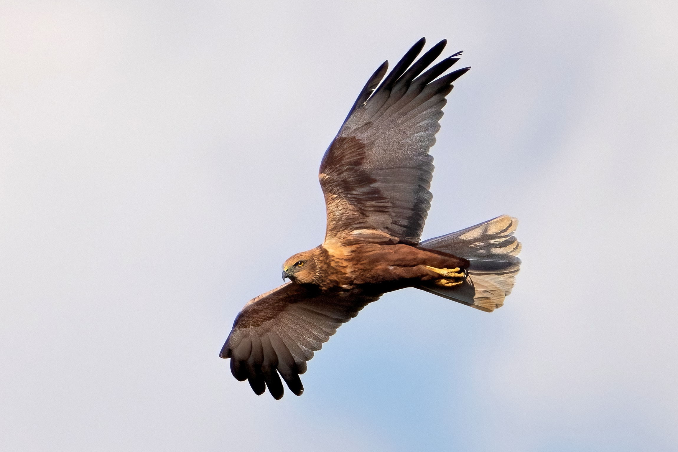 Falco di palude (Circus aeruginosus)