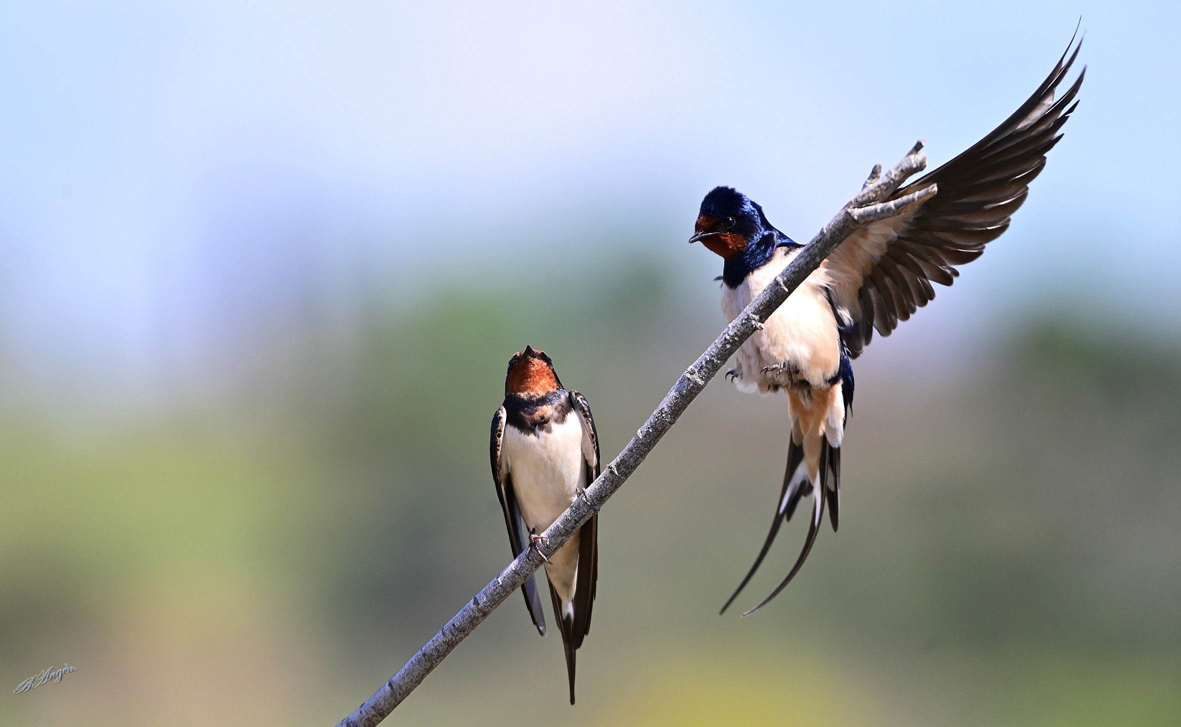 "Rondini " una rondine non fa primavera, ma due .....