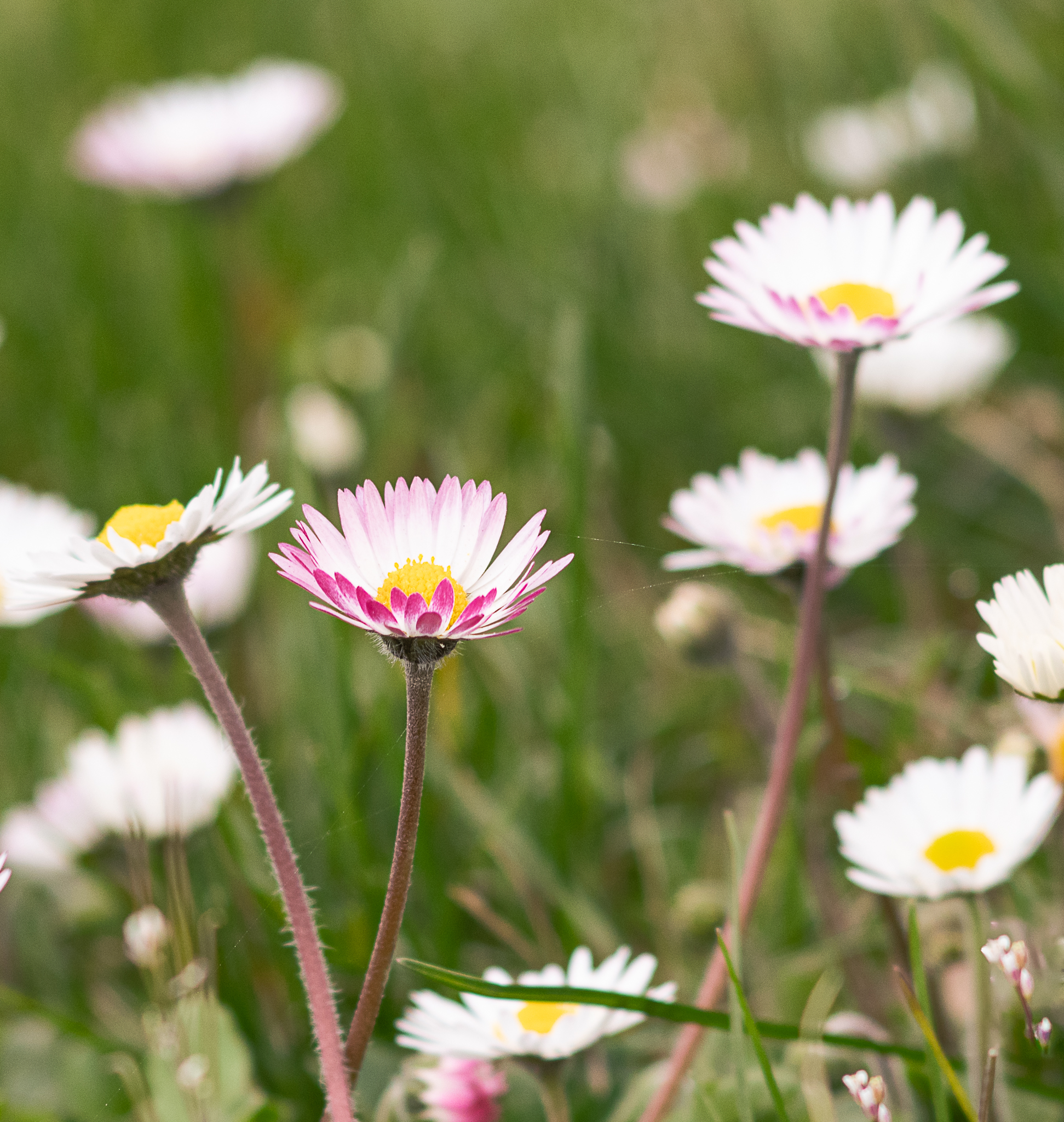 The first daisies