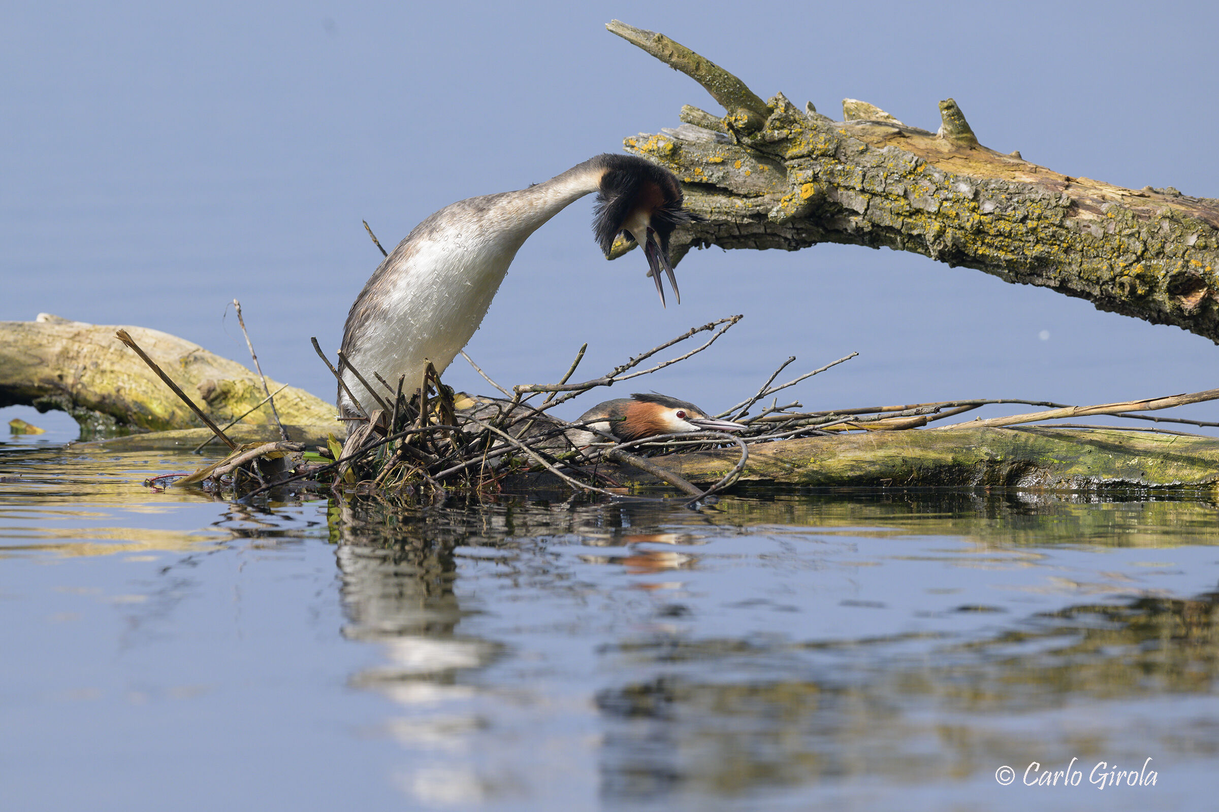 Great Crested Grebe (Podiceps cristatus)