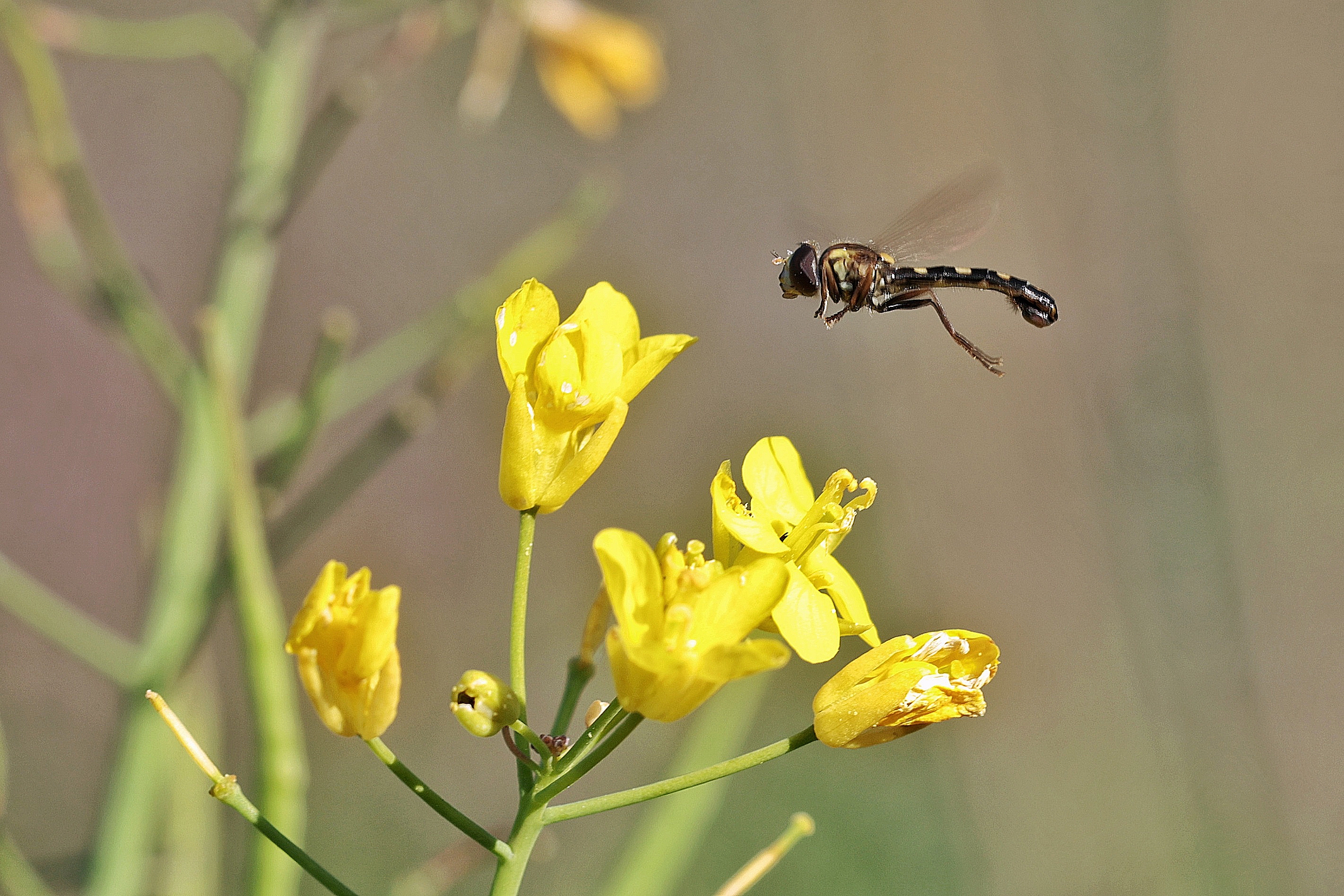Sphaerophoria scripta &male;