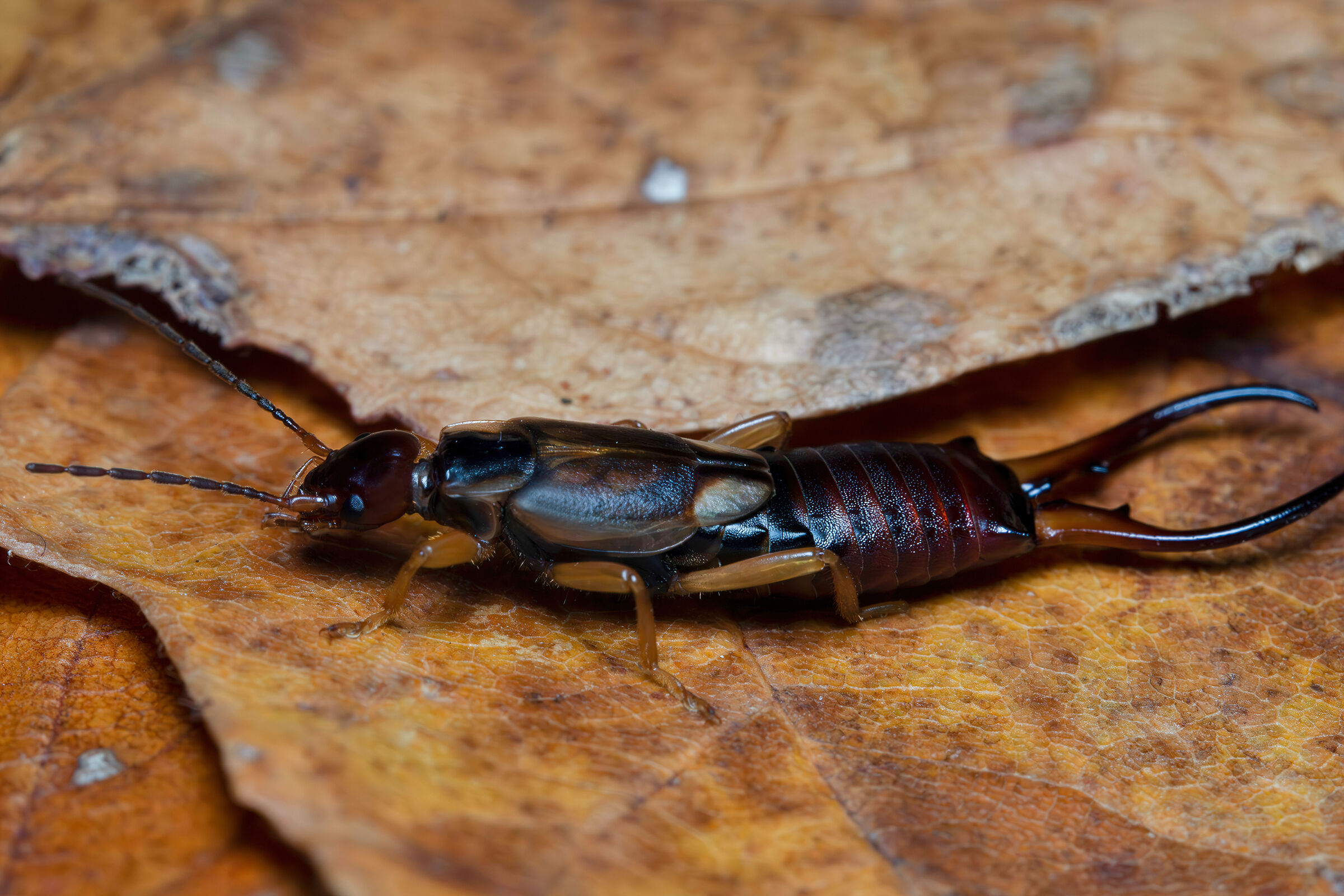 Auriculary forficula