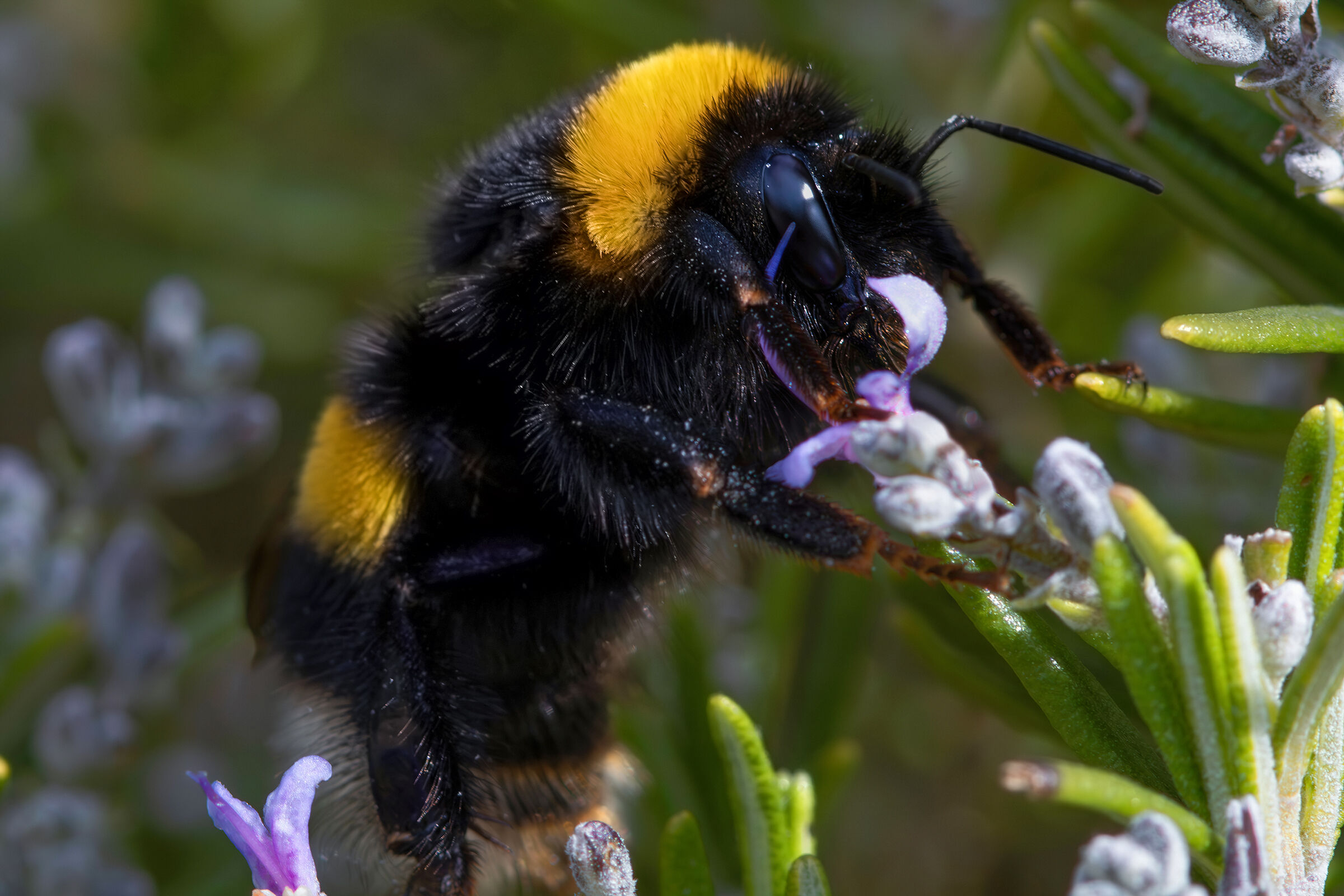 Bombus sp. Gr. terrestris