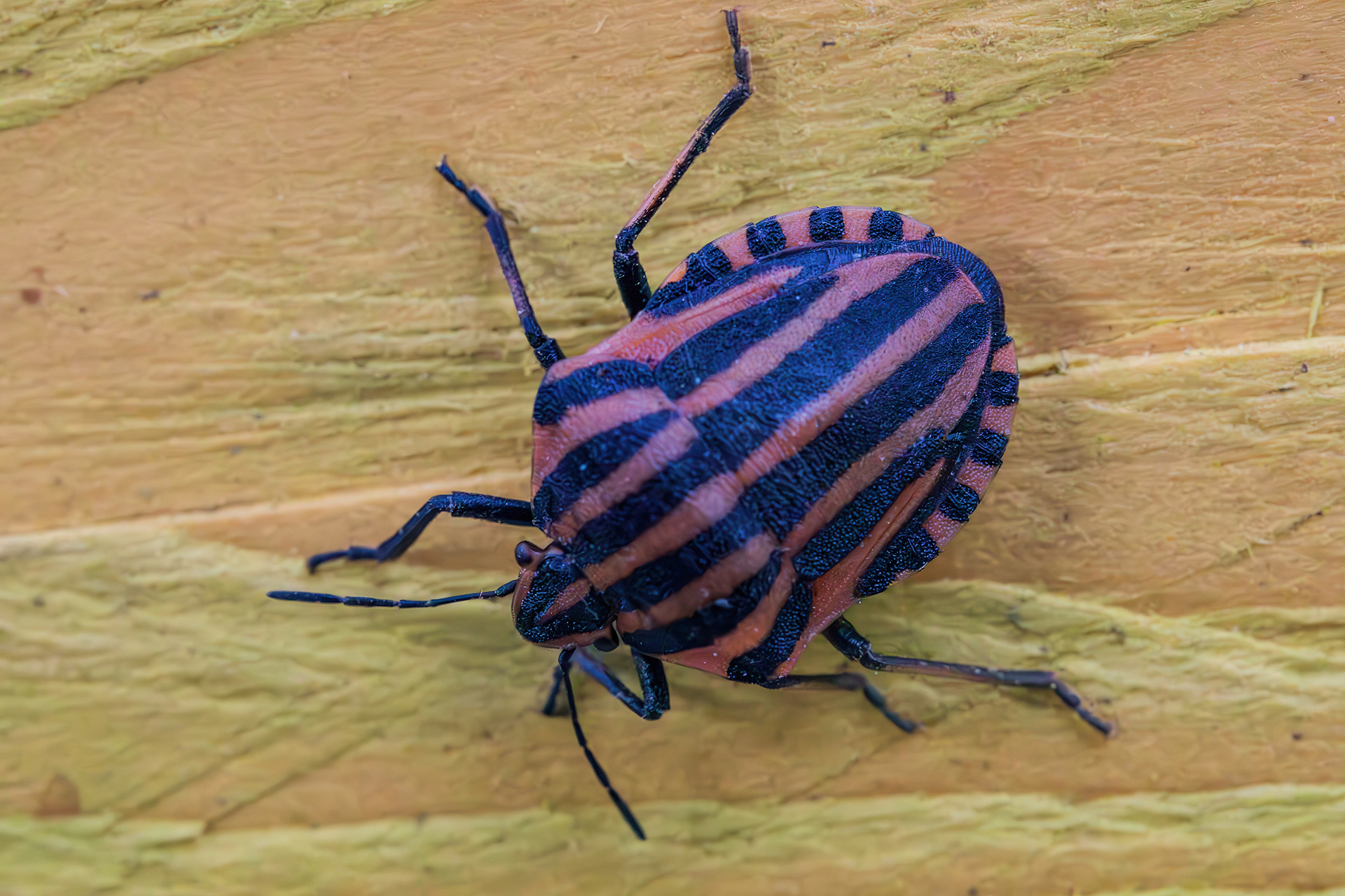 Graphosoma lineatum italicum