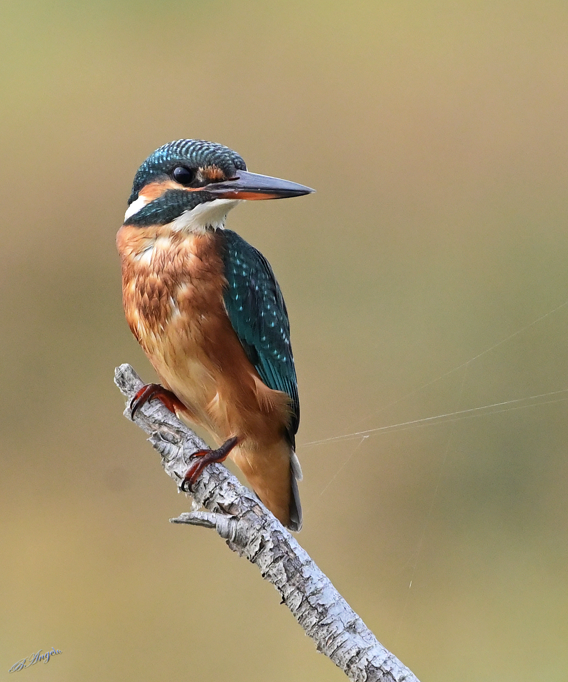 " Martin pescatore (f) "