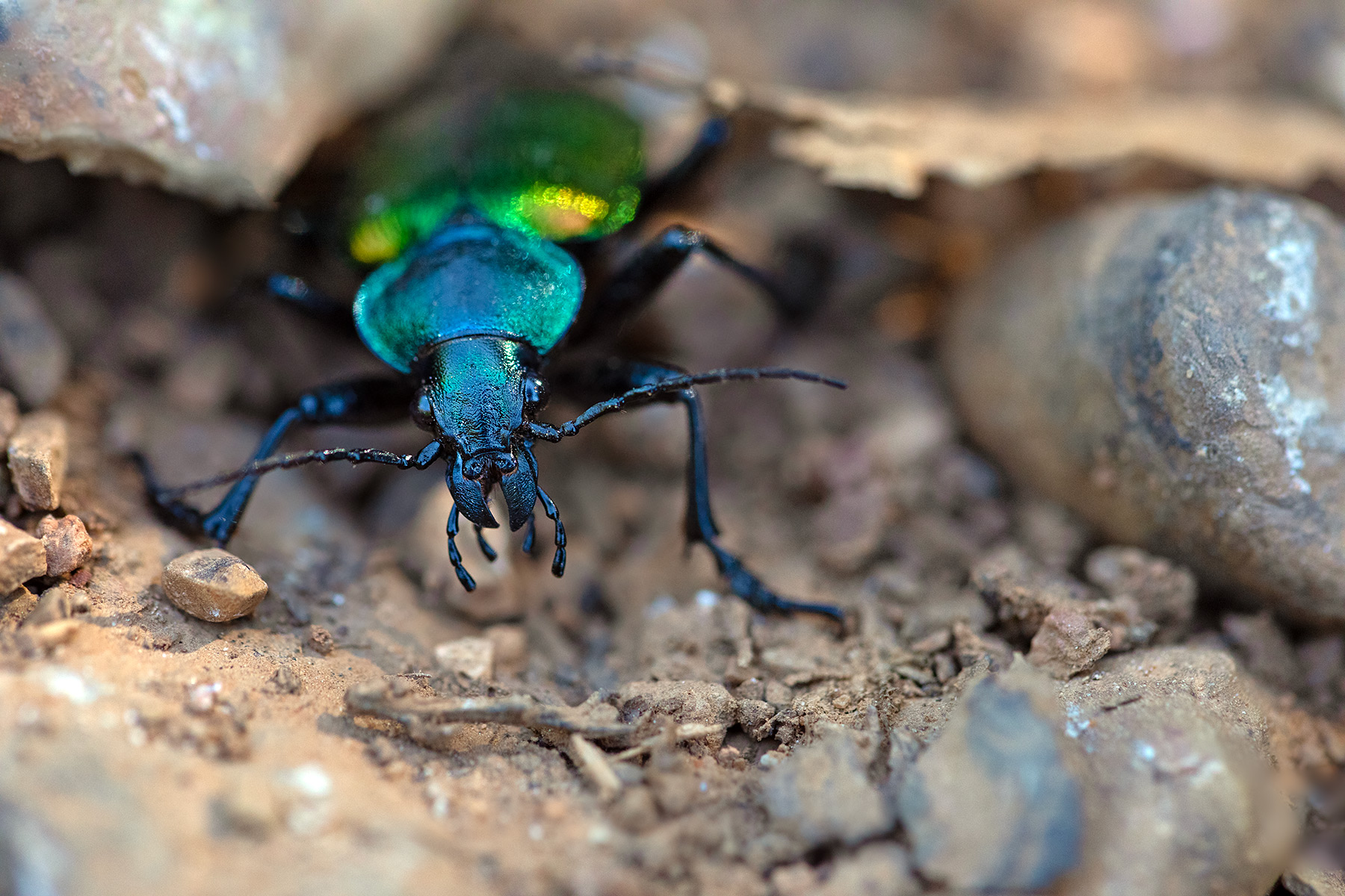 Calosoma