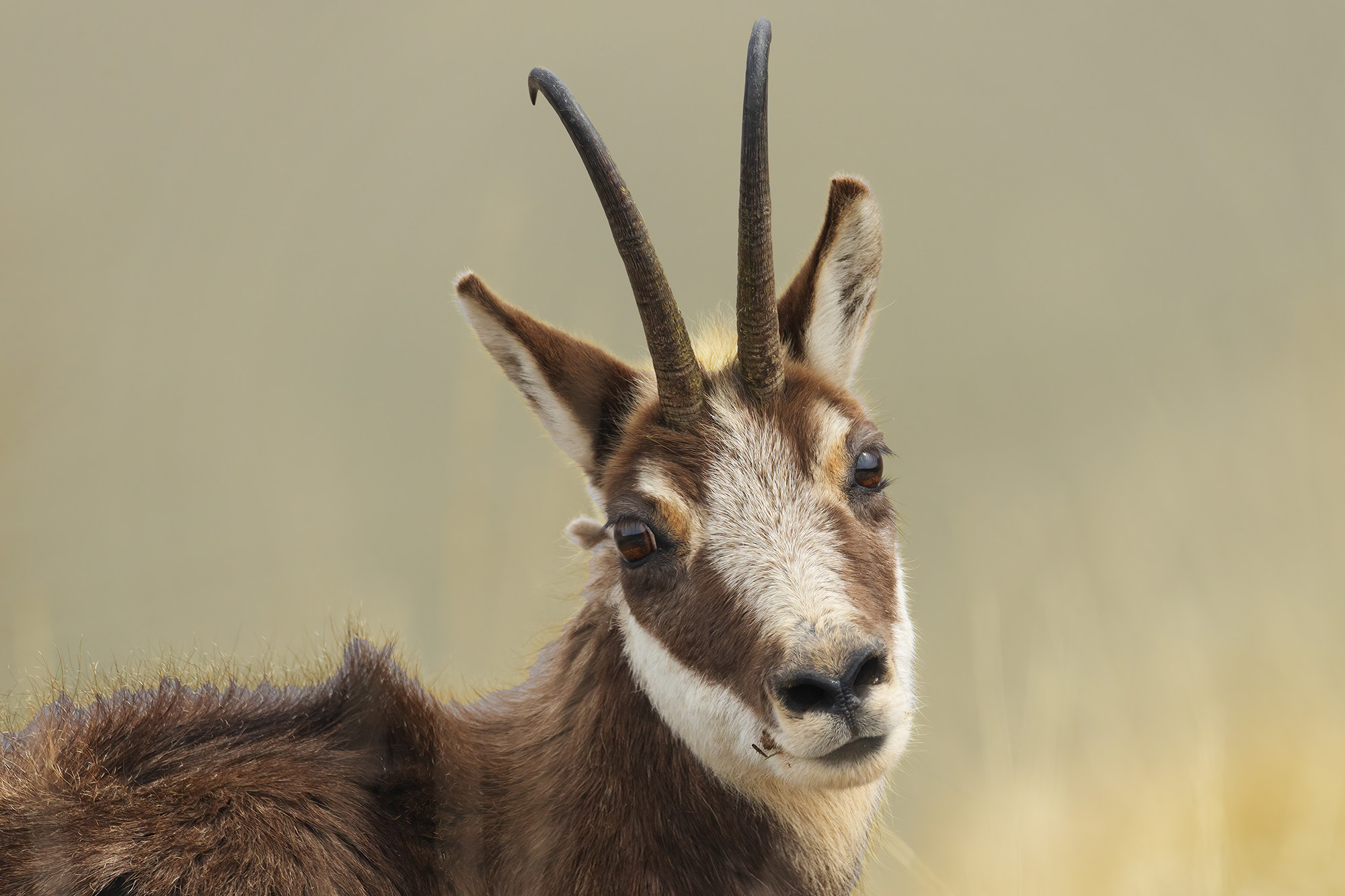 Chamois