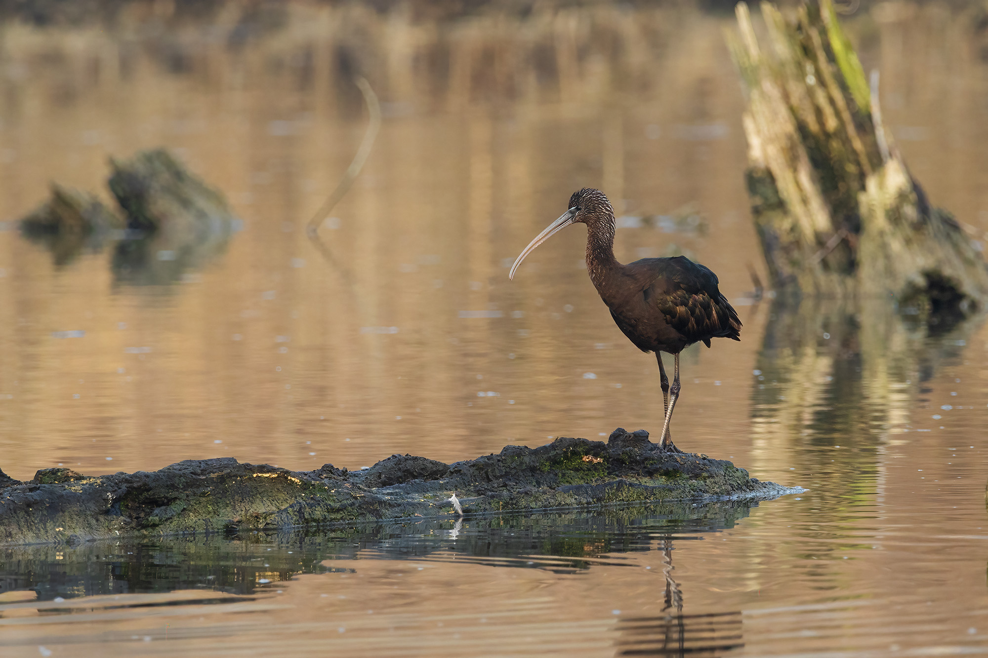 Glossy ibis