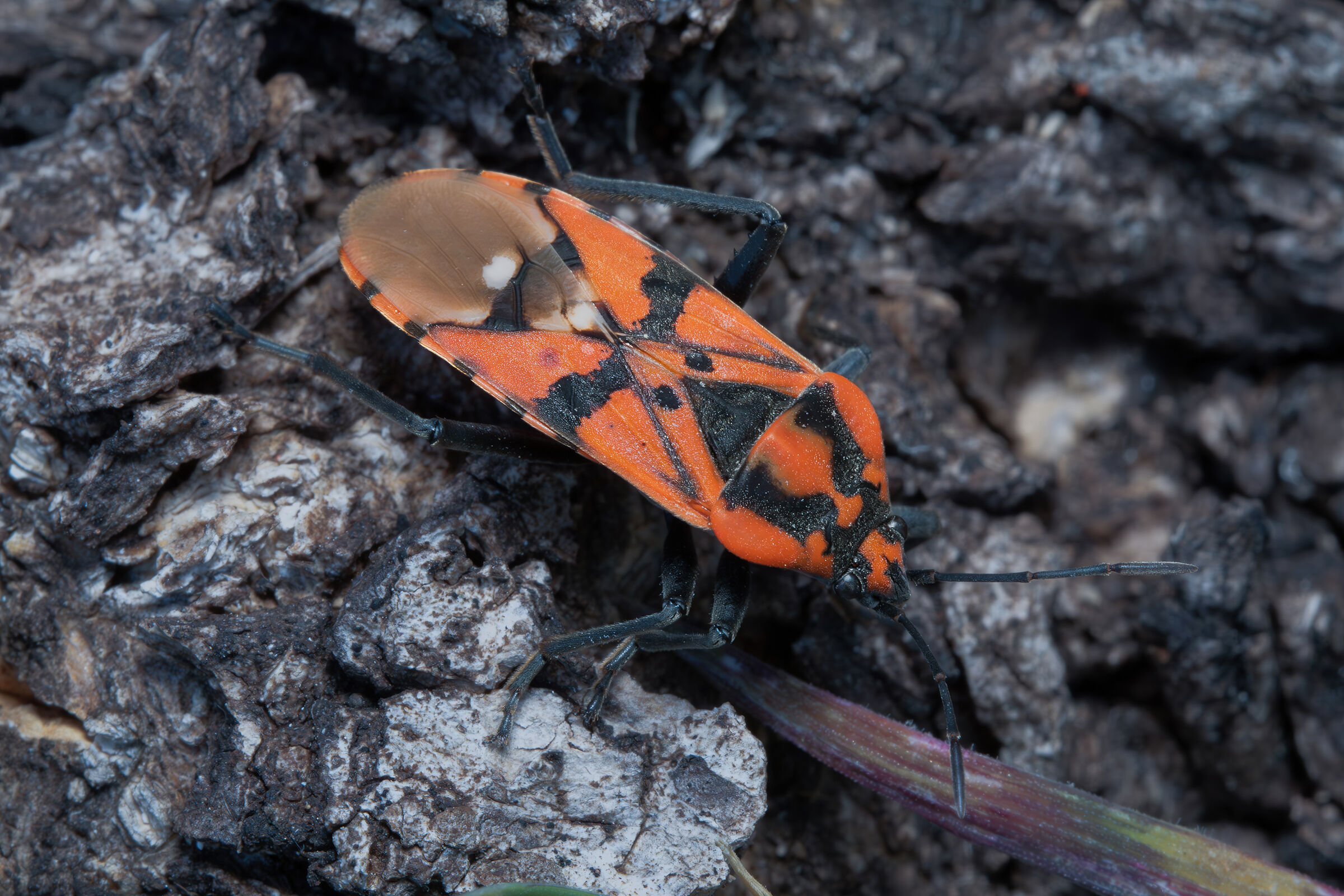 Spilostethus pandurus