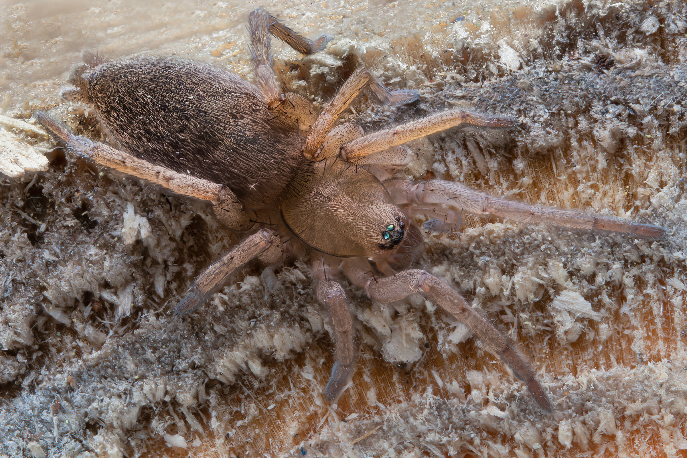 Drassodes sp. z o.o.