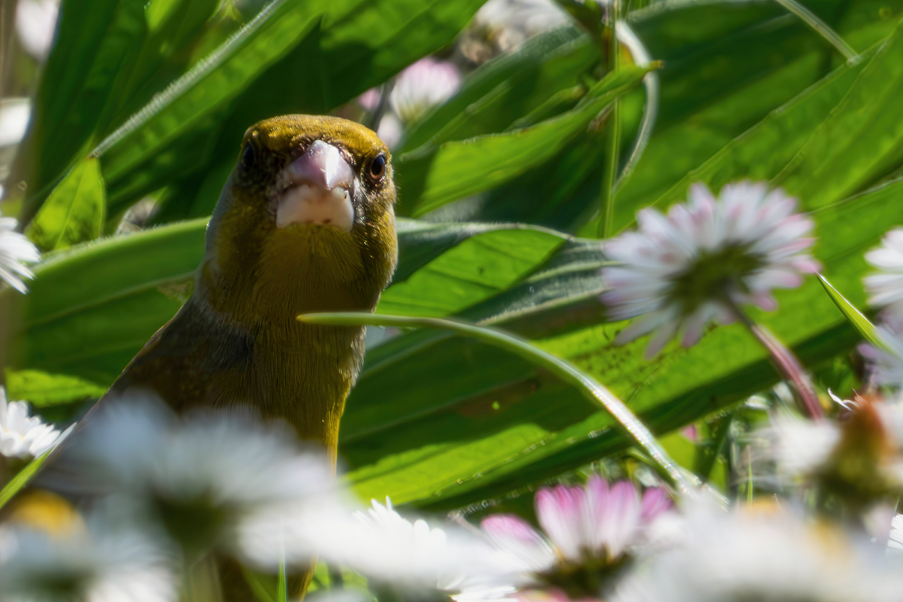 Verdone tra le margherite