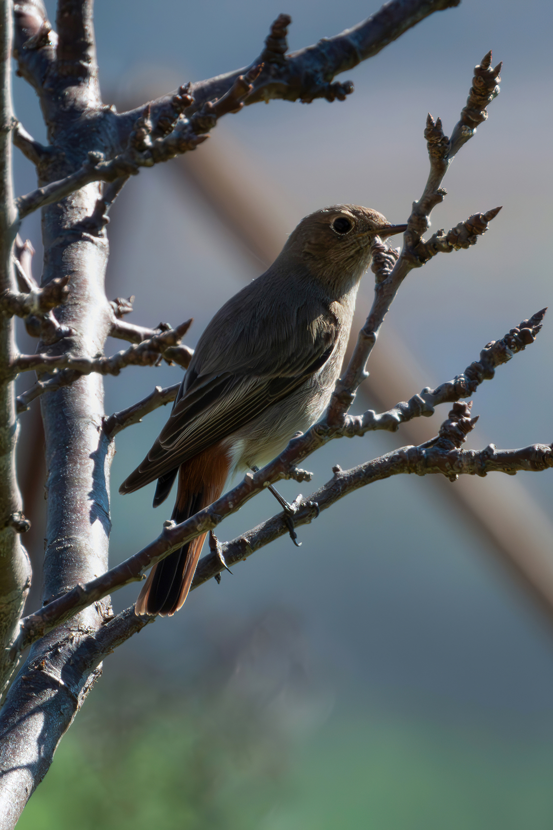 Codirosso spazzacamino