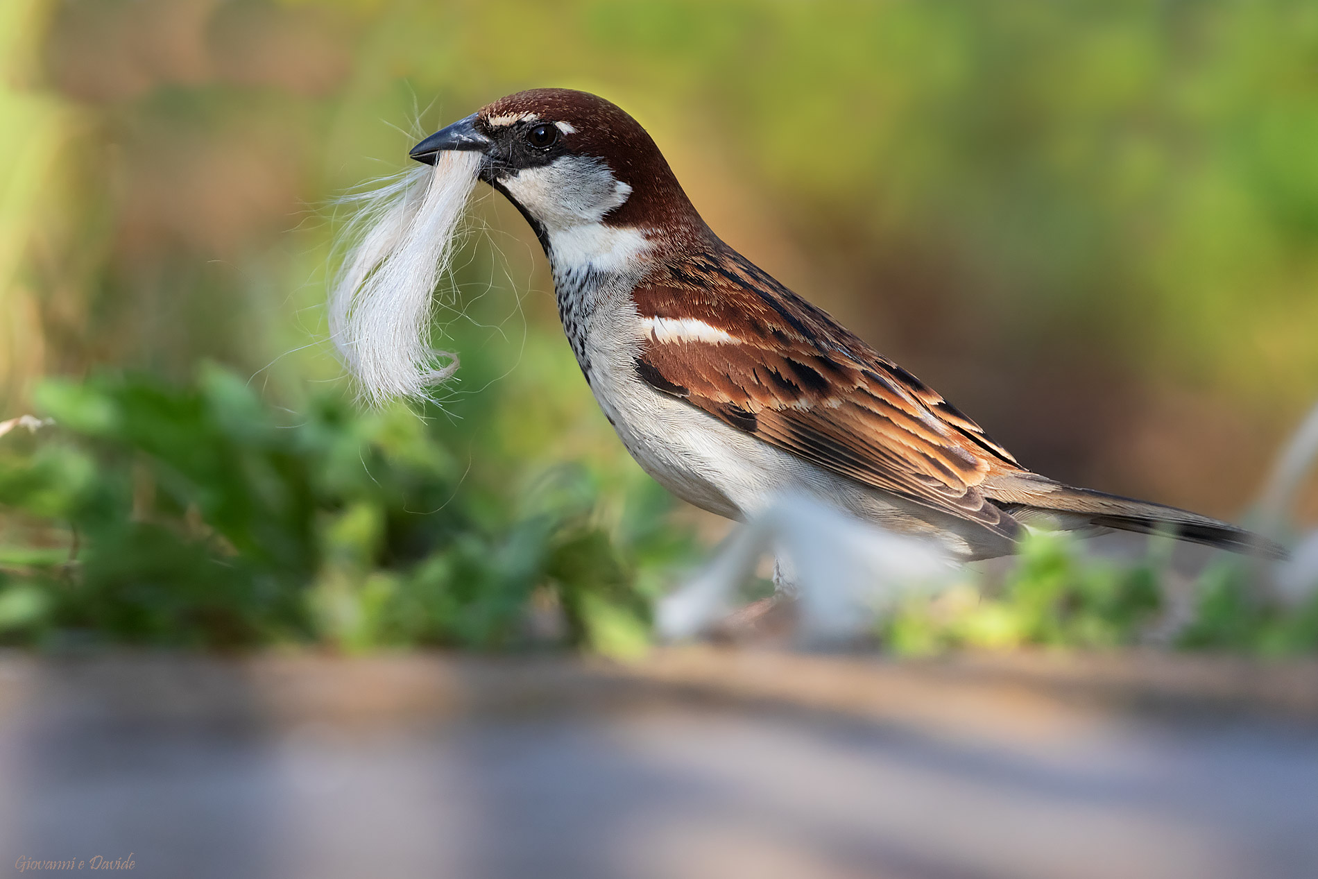 ... What a whisker...