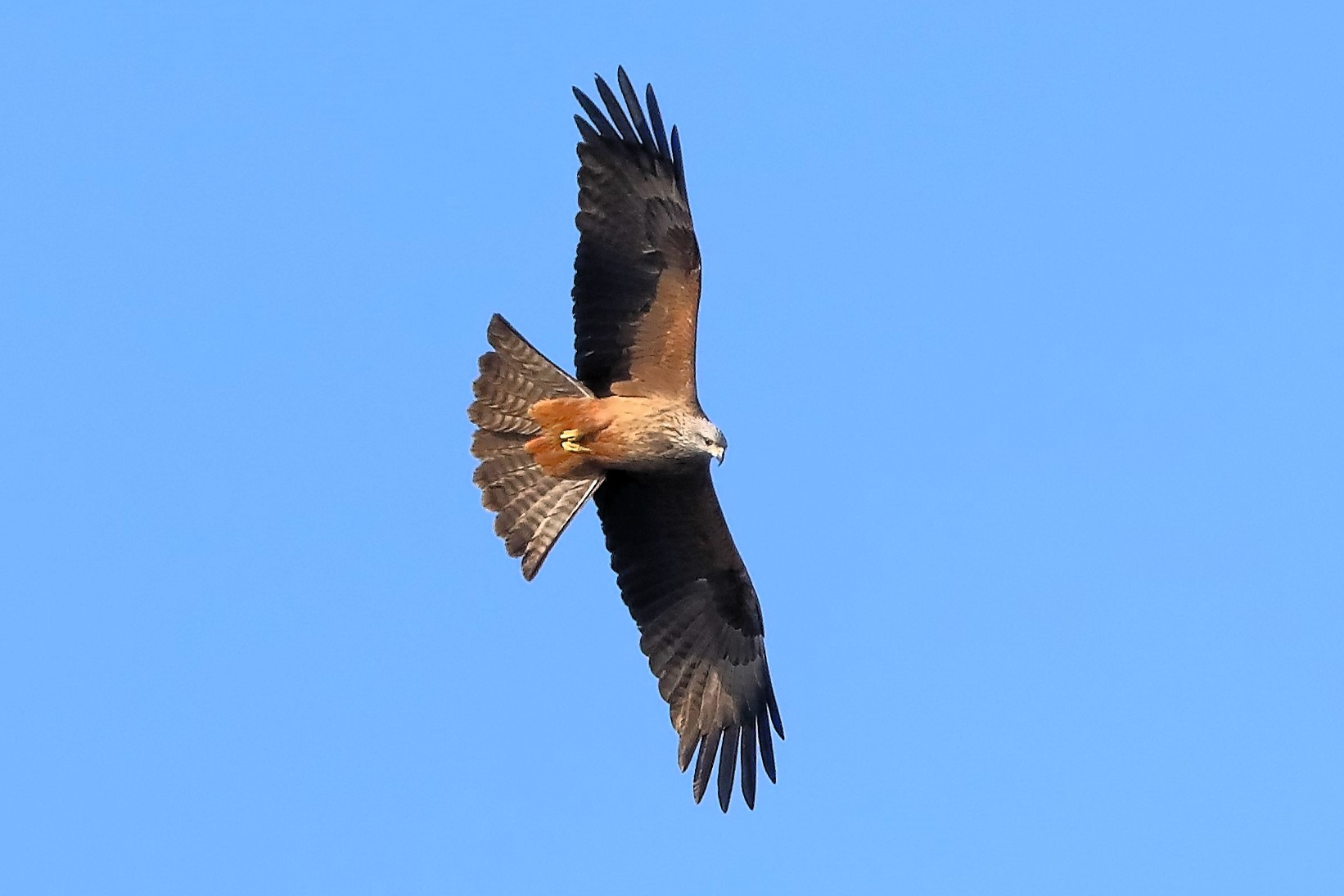 Black Kite March 2024 - 0091