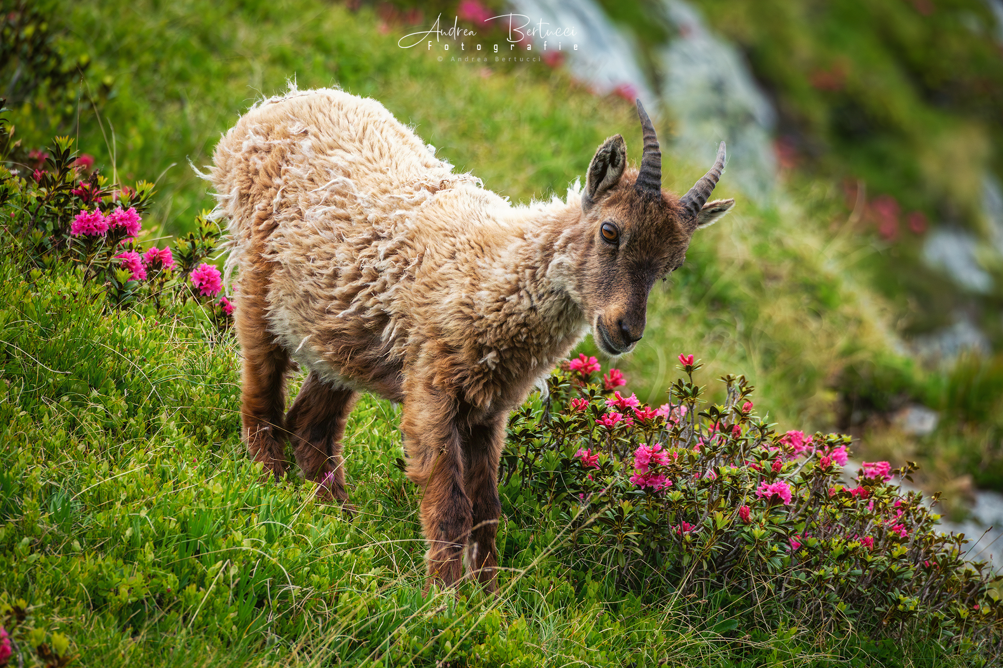 Baby Ibex