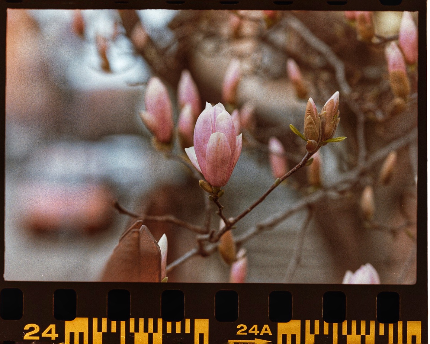 Analog Bloomin'