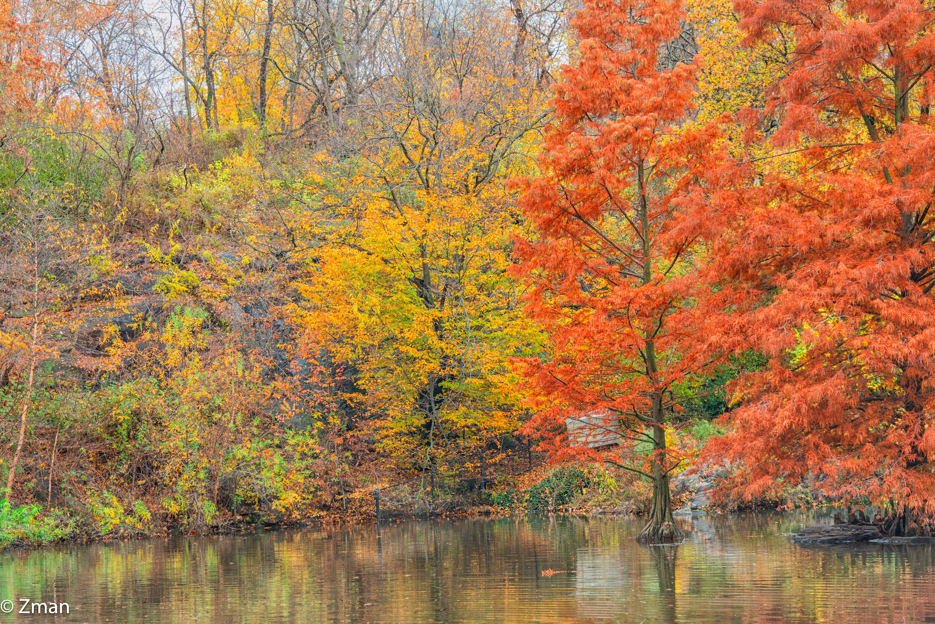 Colori autunnali di Central Park