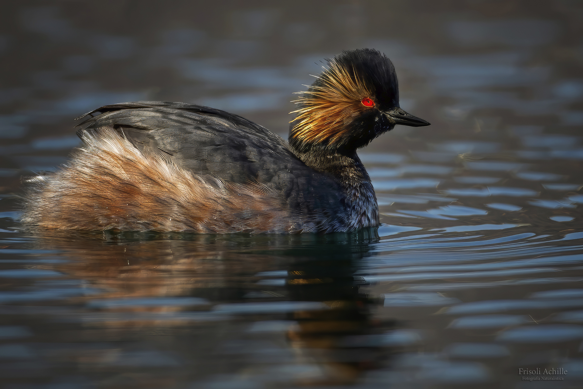 Black-necked grebe