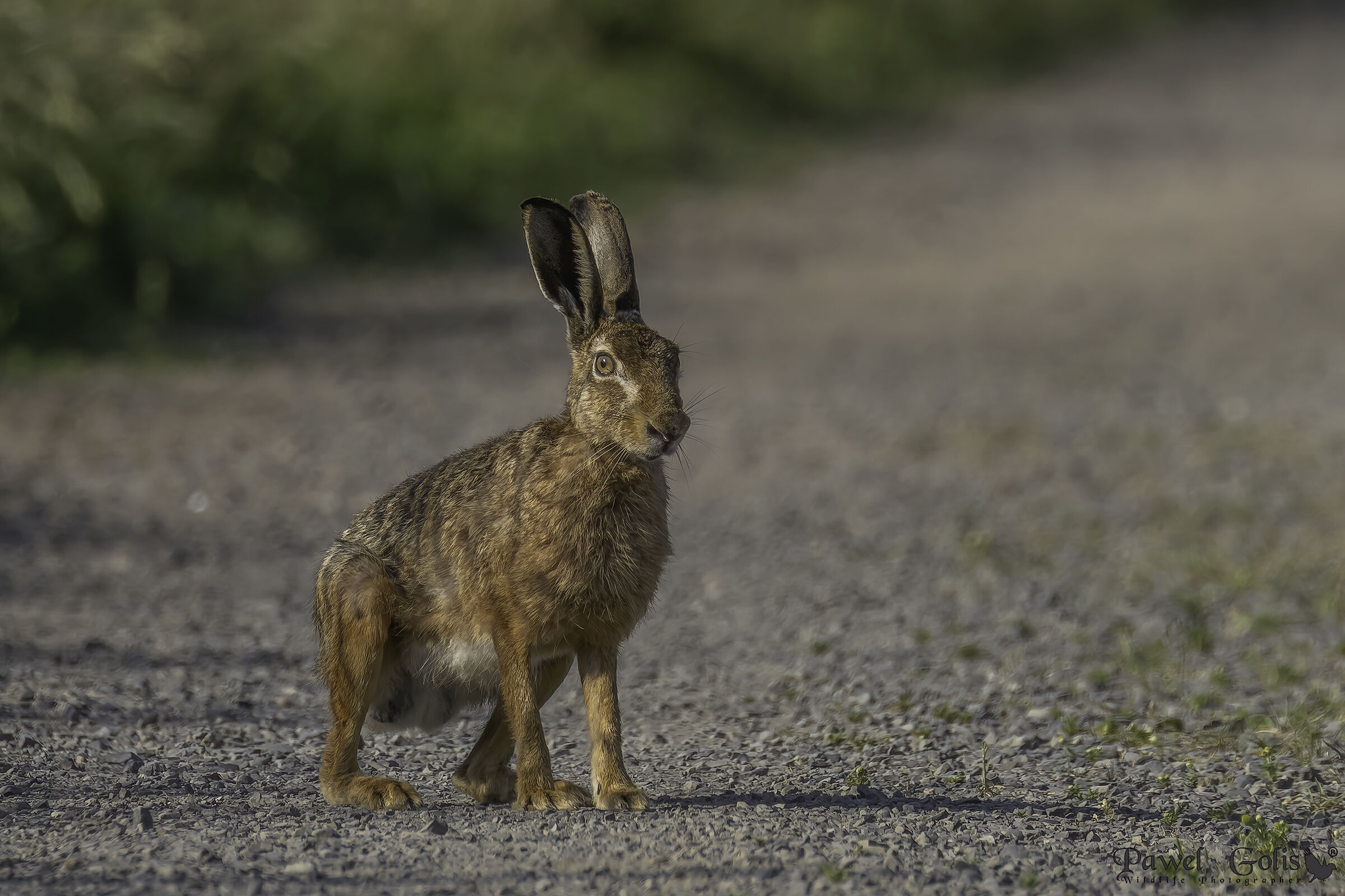 Lepre europea (Lepus europaeus)
