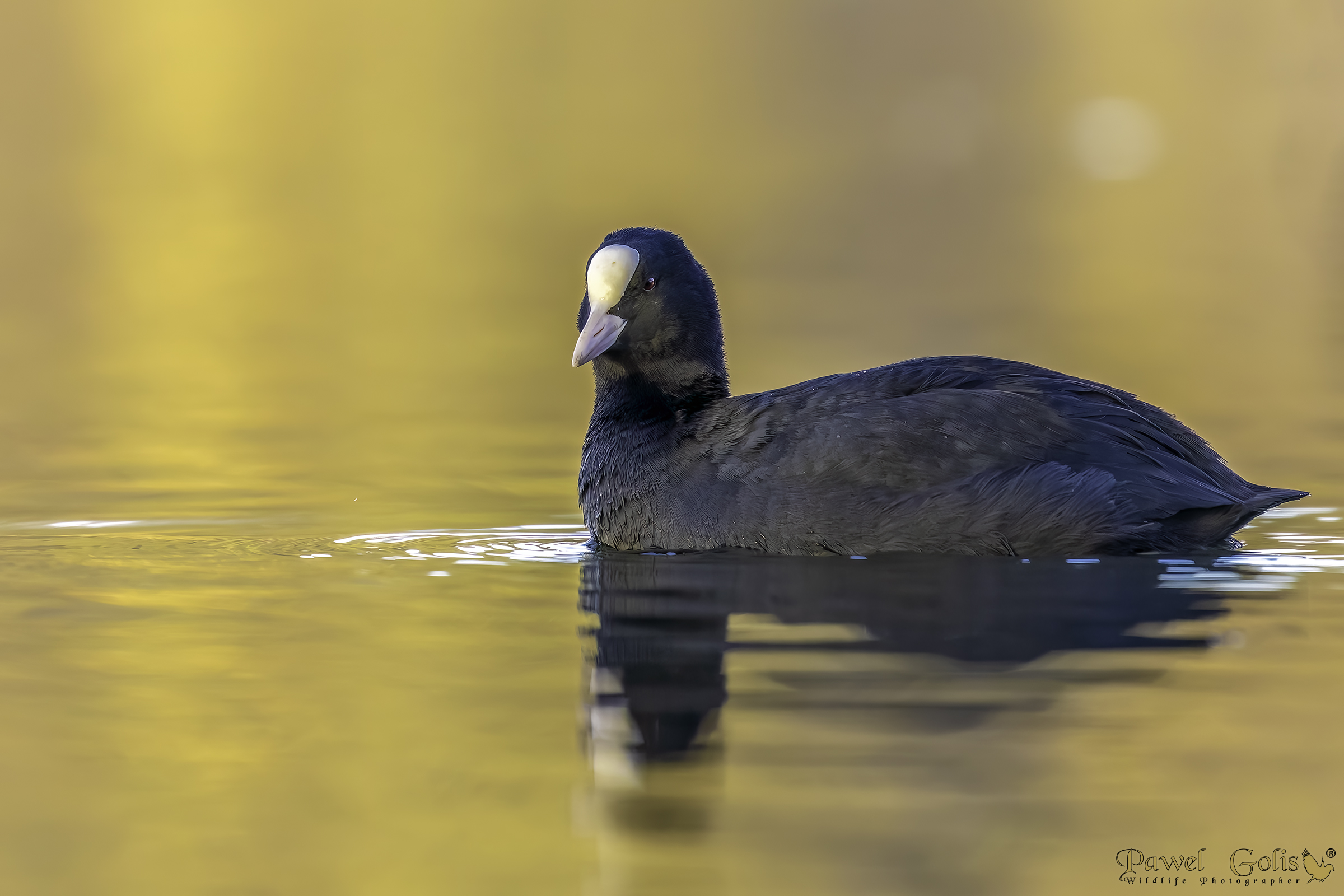 Folaga (Fulica atra)