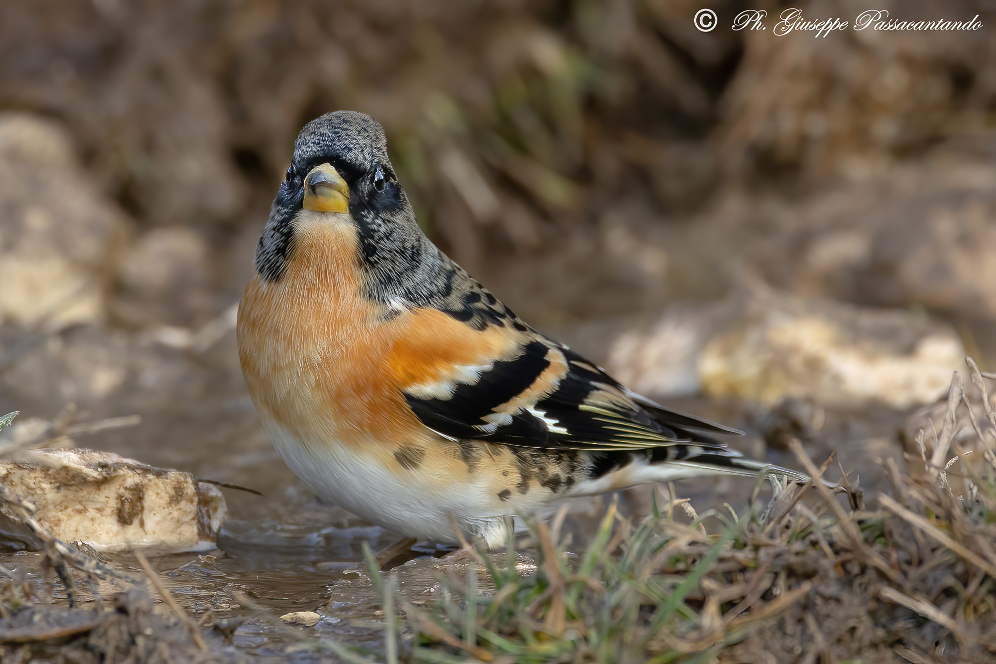 brambling