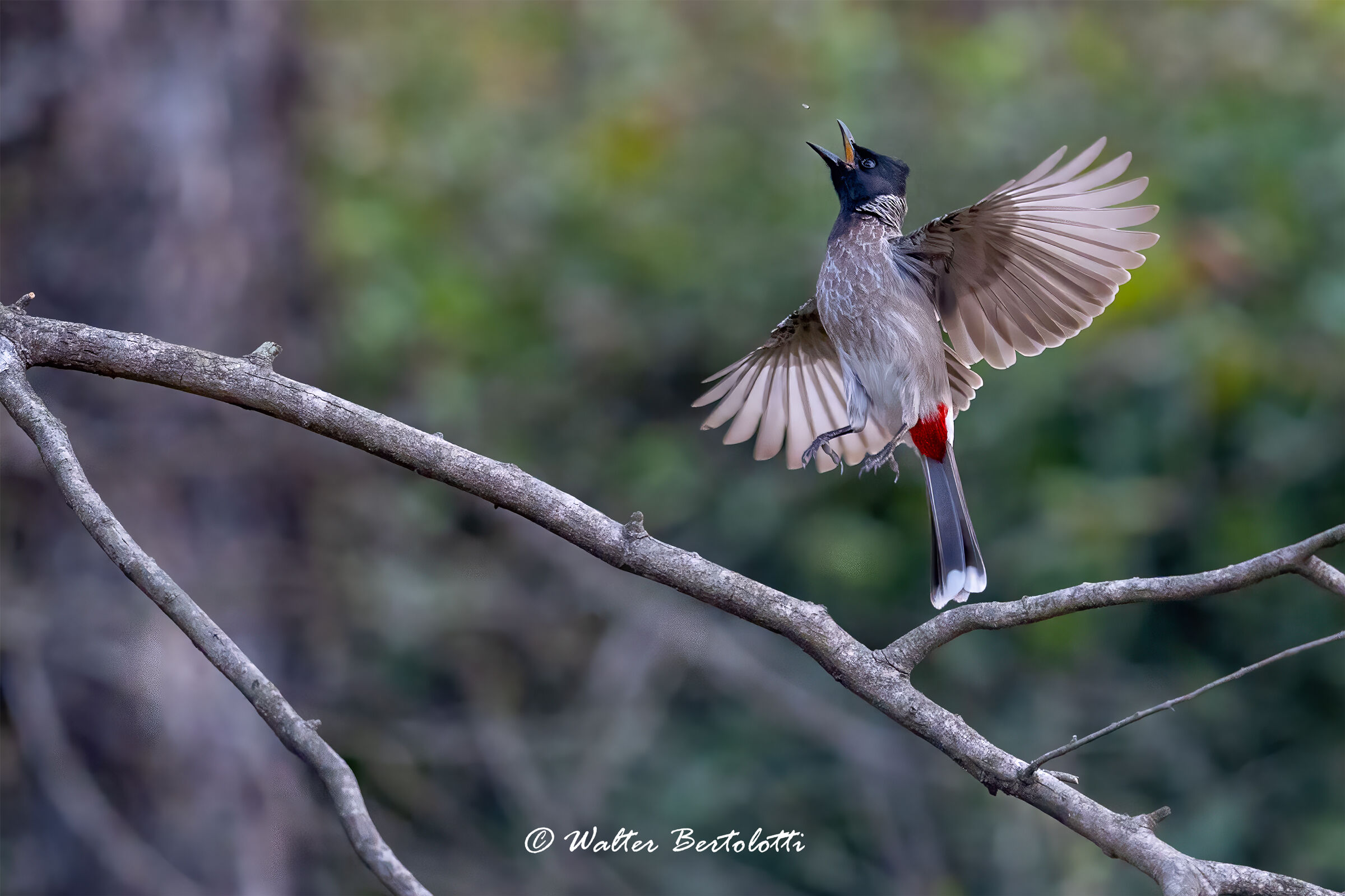 Bulbul dal sottocoda rosso