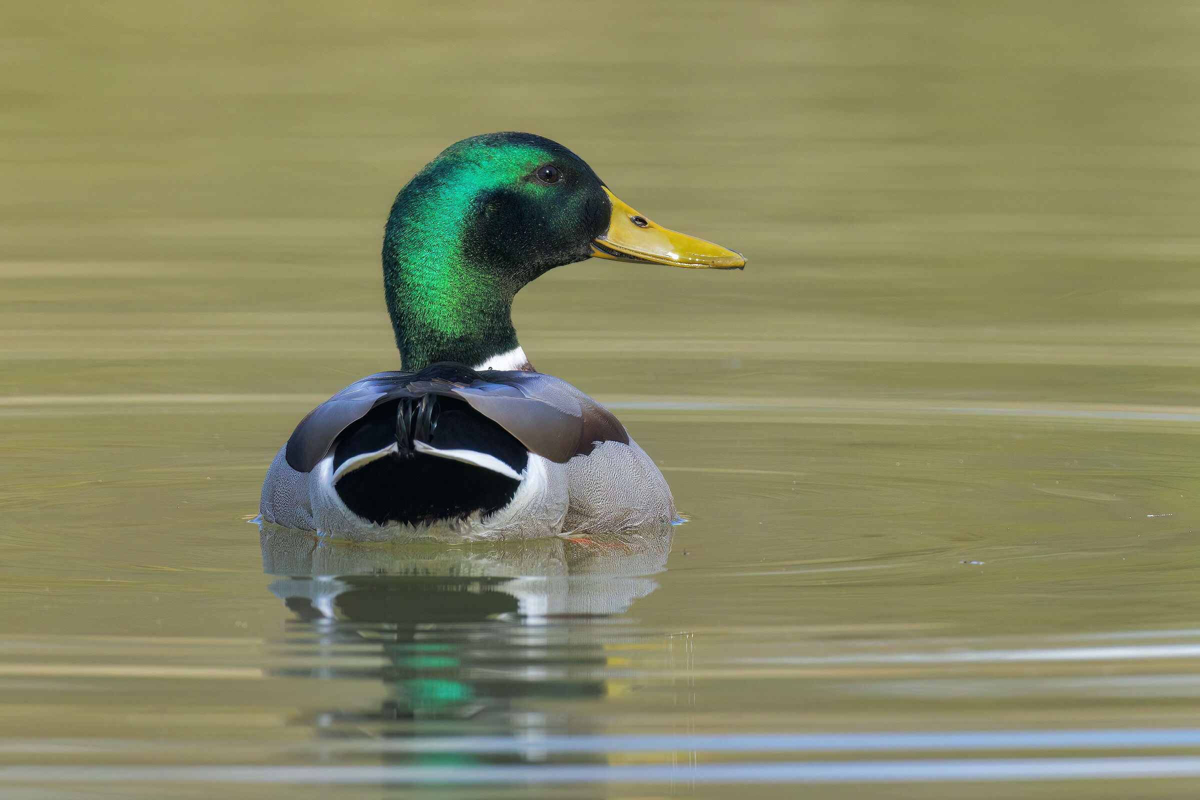 Mallard