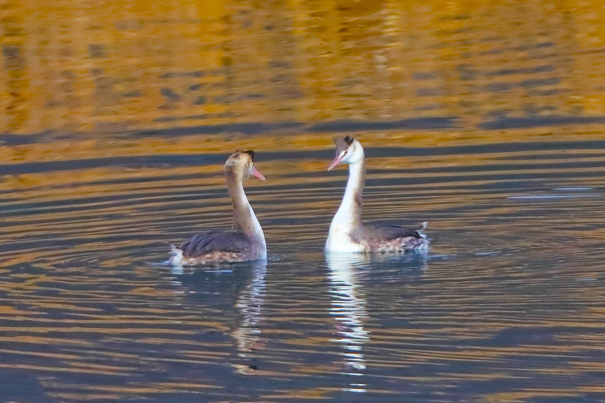 Grebes 22 January 2024 - 0023
