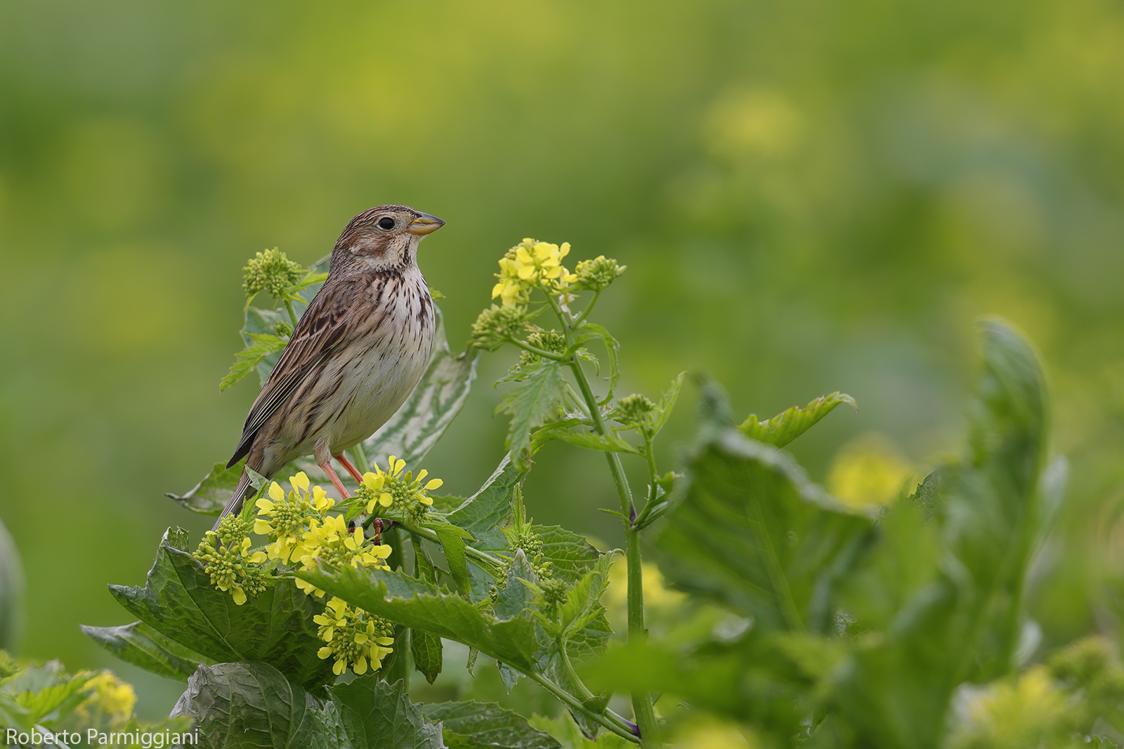 Corn bunting