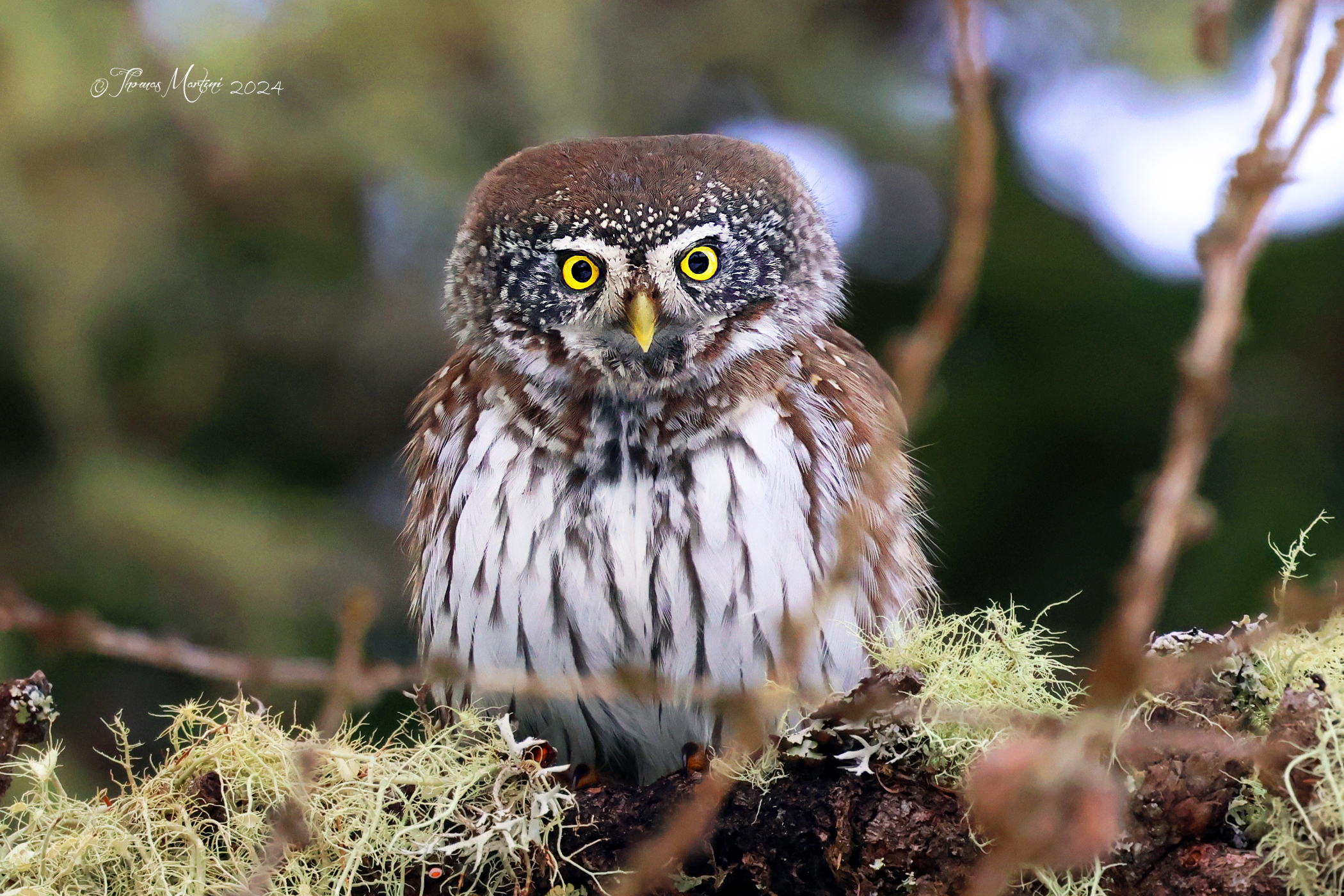 Nuova pigna sul ramo